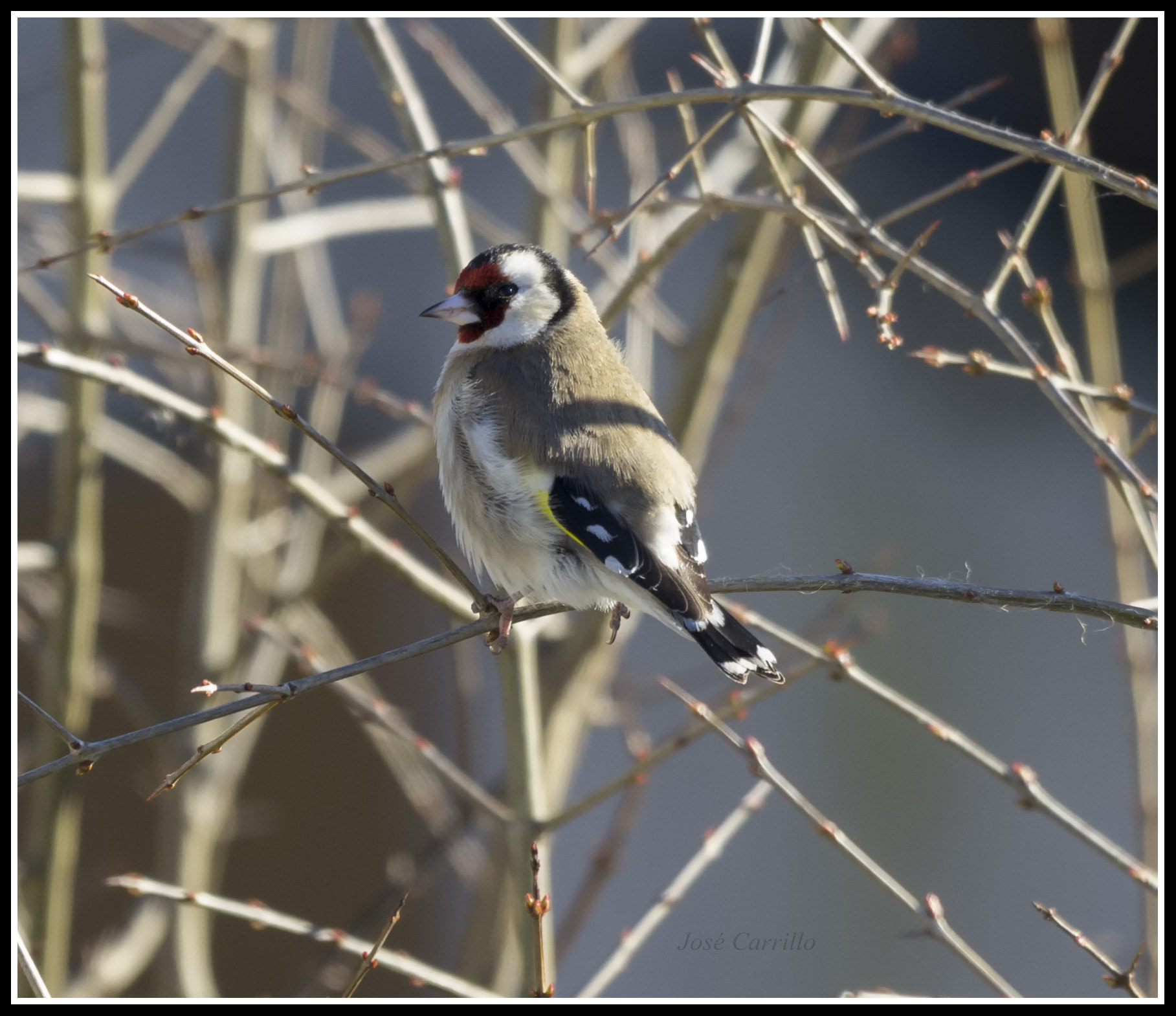 Pentax K-5 + Sigma 120-400mm F4.5-5.6 DG OS HSM sample photo. Jilguero photography