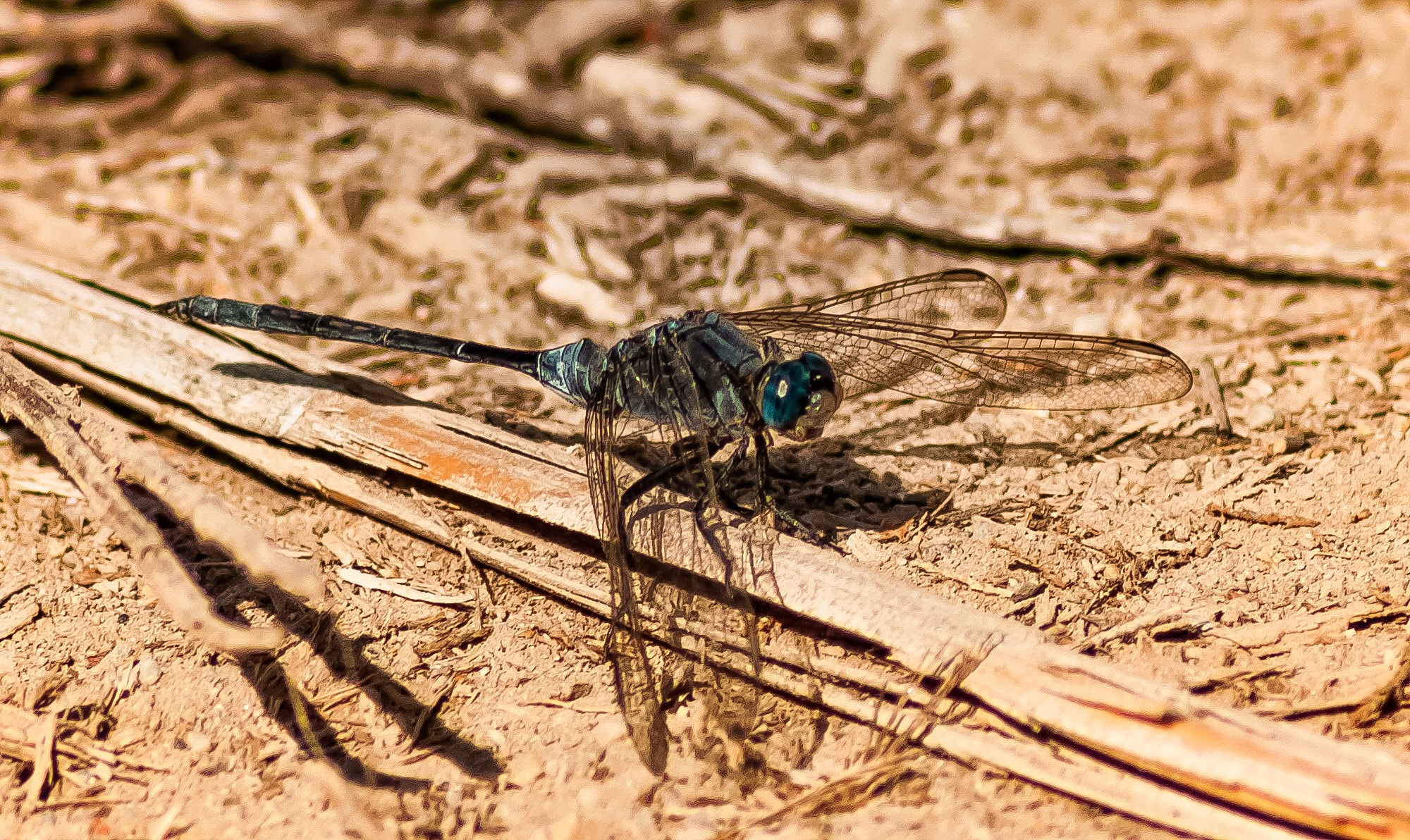 Nikon D300S sample photo. Libélula en entinas, roquetas de mar photography