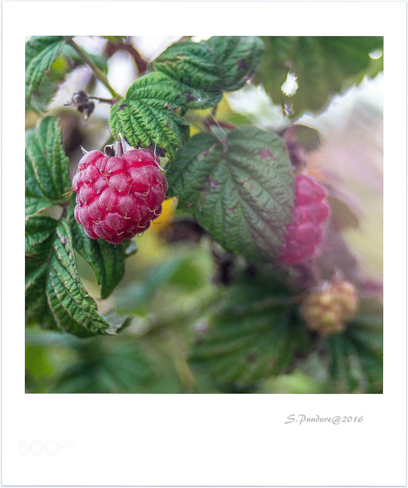 AF Zoom-Nikkor 35-70mm f/3.3-4.5 N sample photo. Raspberry miracle! photography