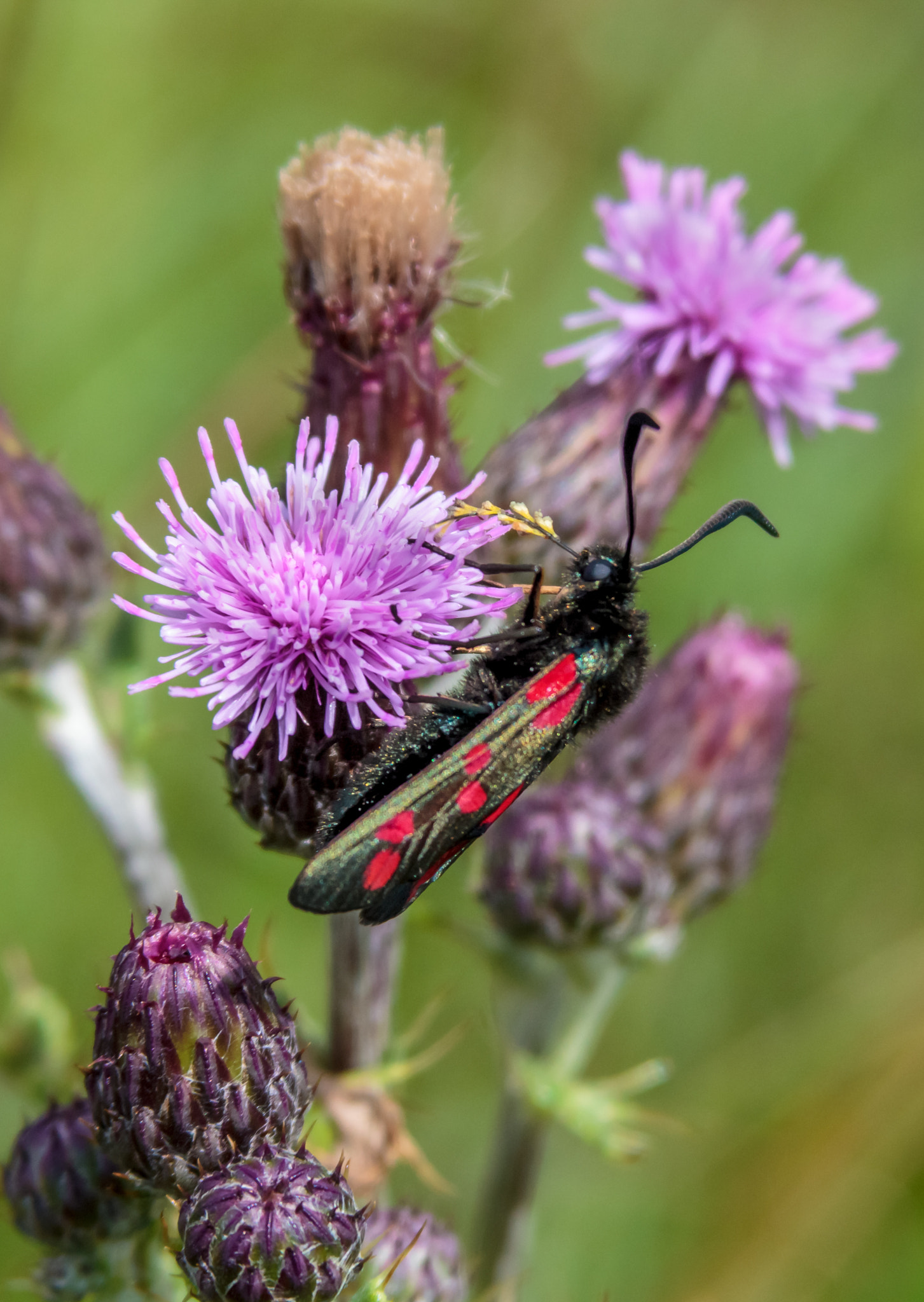 Canon EF 28-200mm F3.5-5.6 USM sample photo. Six spot burnet photography