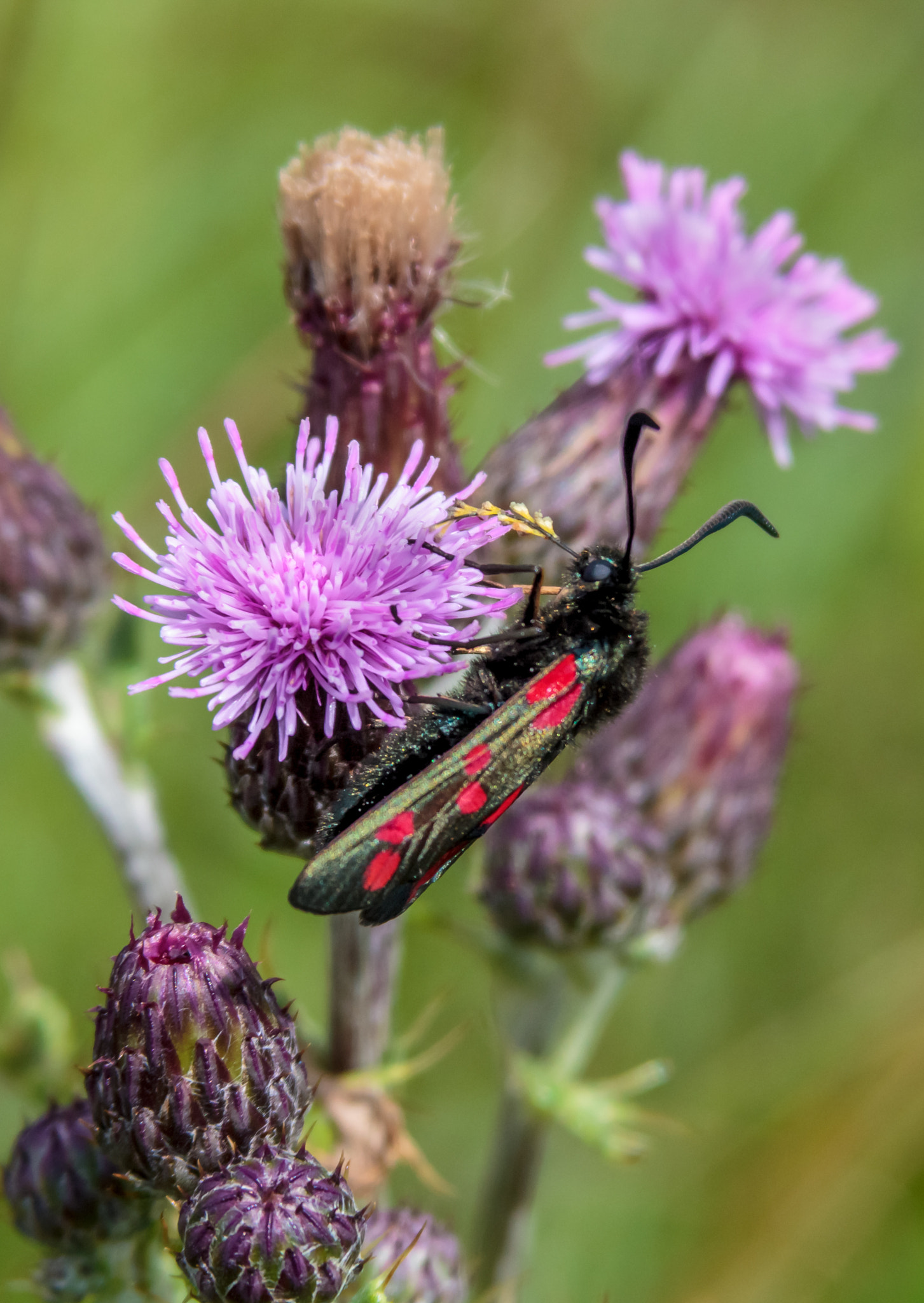 Canon EOS 60D + Canon EF 28-200mm F3.5-5.6 USM sample photo. Six spot burnet photography