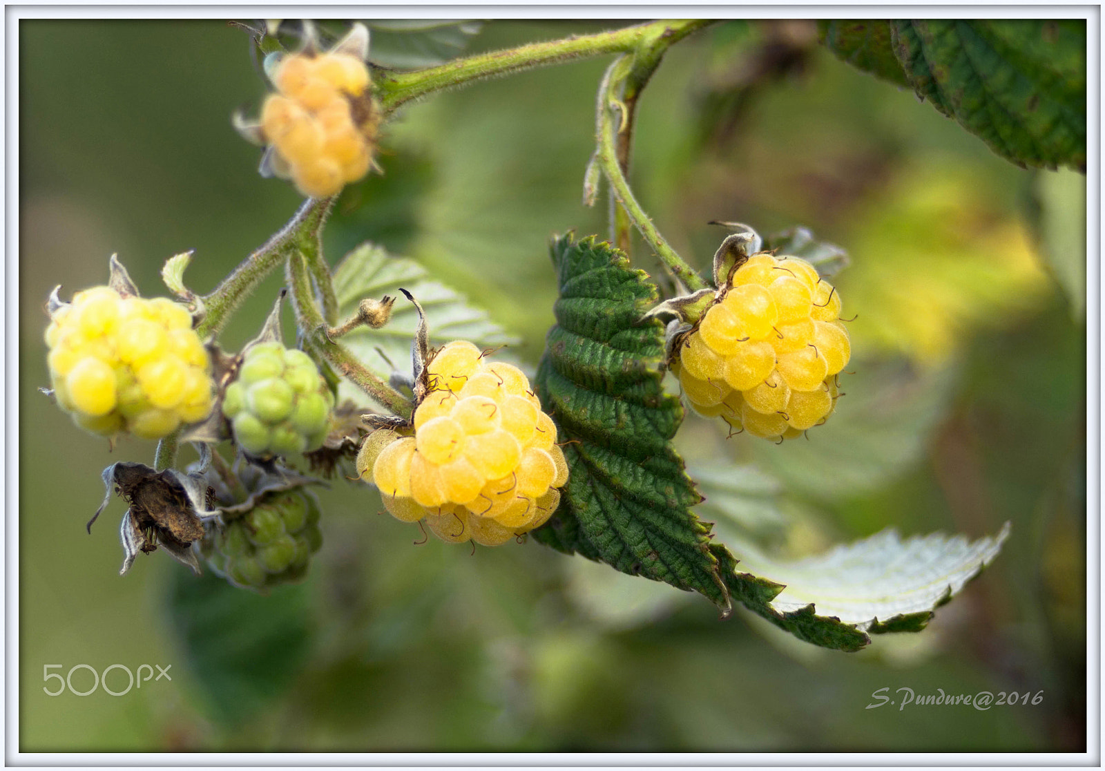 AF Zoom-Nikkor 35-70mm f/3.3-4.5 N sample photo. Yelloy raspberry photography