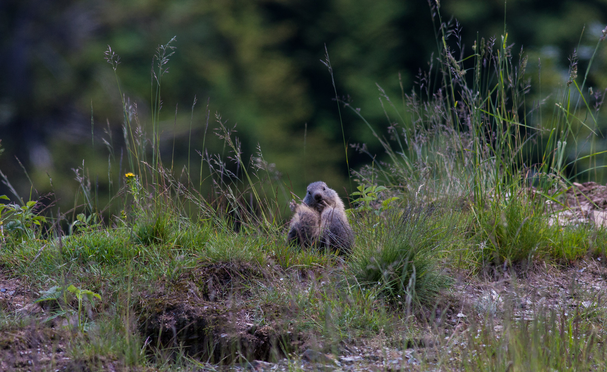 Canon EOS 40D + Canon EF 400mm F5.6L USM sample photo