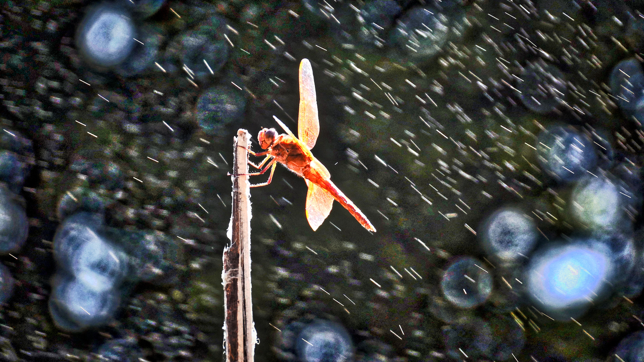 Panasonic Lumix DMC-GH4 sample photo. Dragonfly caught in fairy rain photography