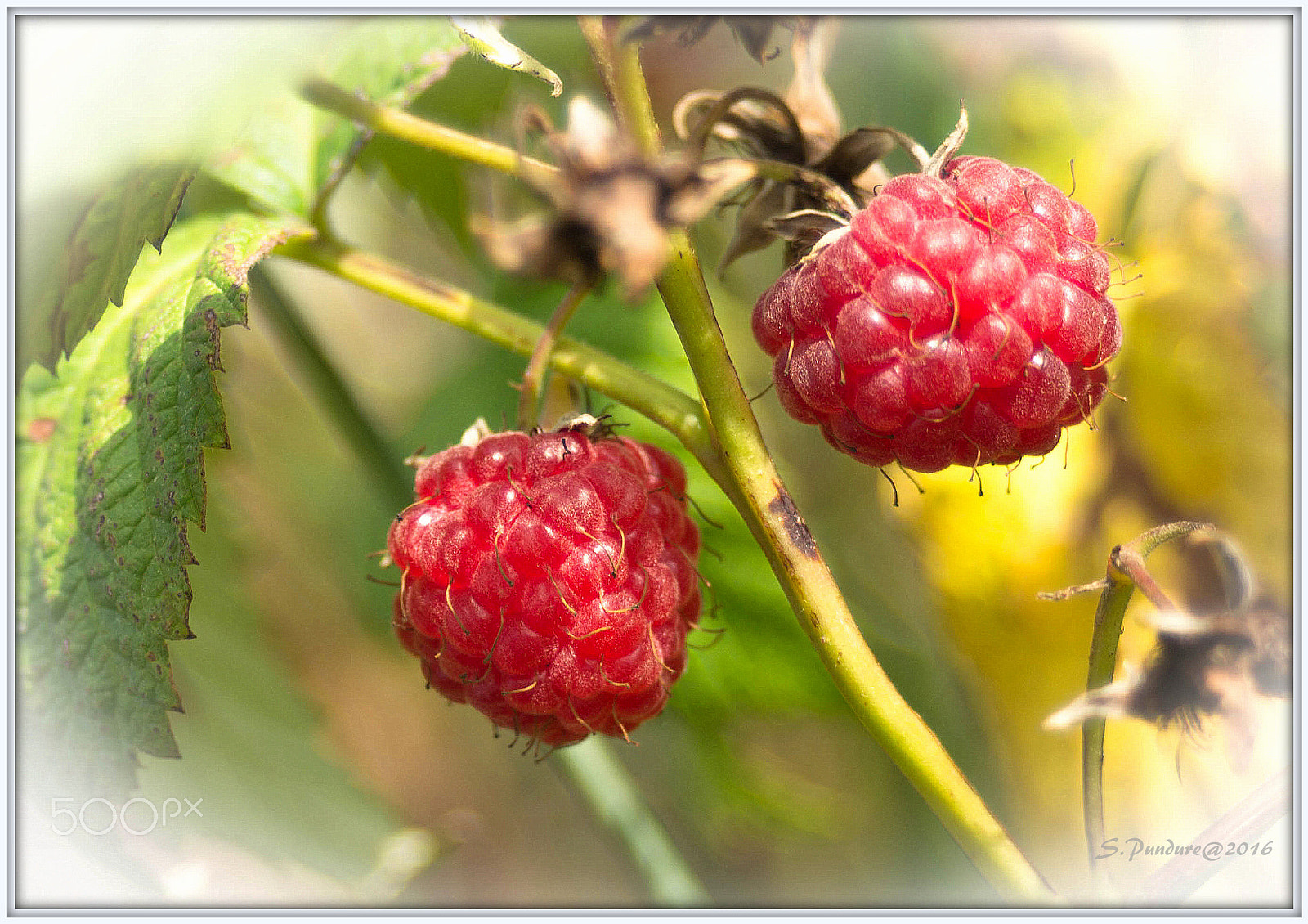 AF Zoom-Nikkor 35-70mm f/3.3-4.5 N sample photo. I love raspberry! photography