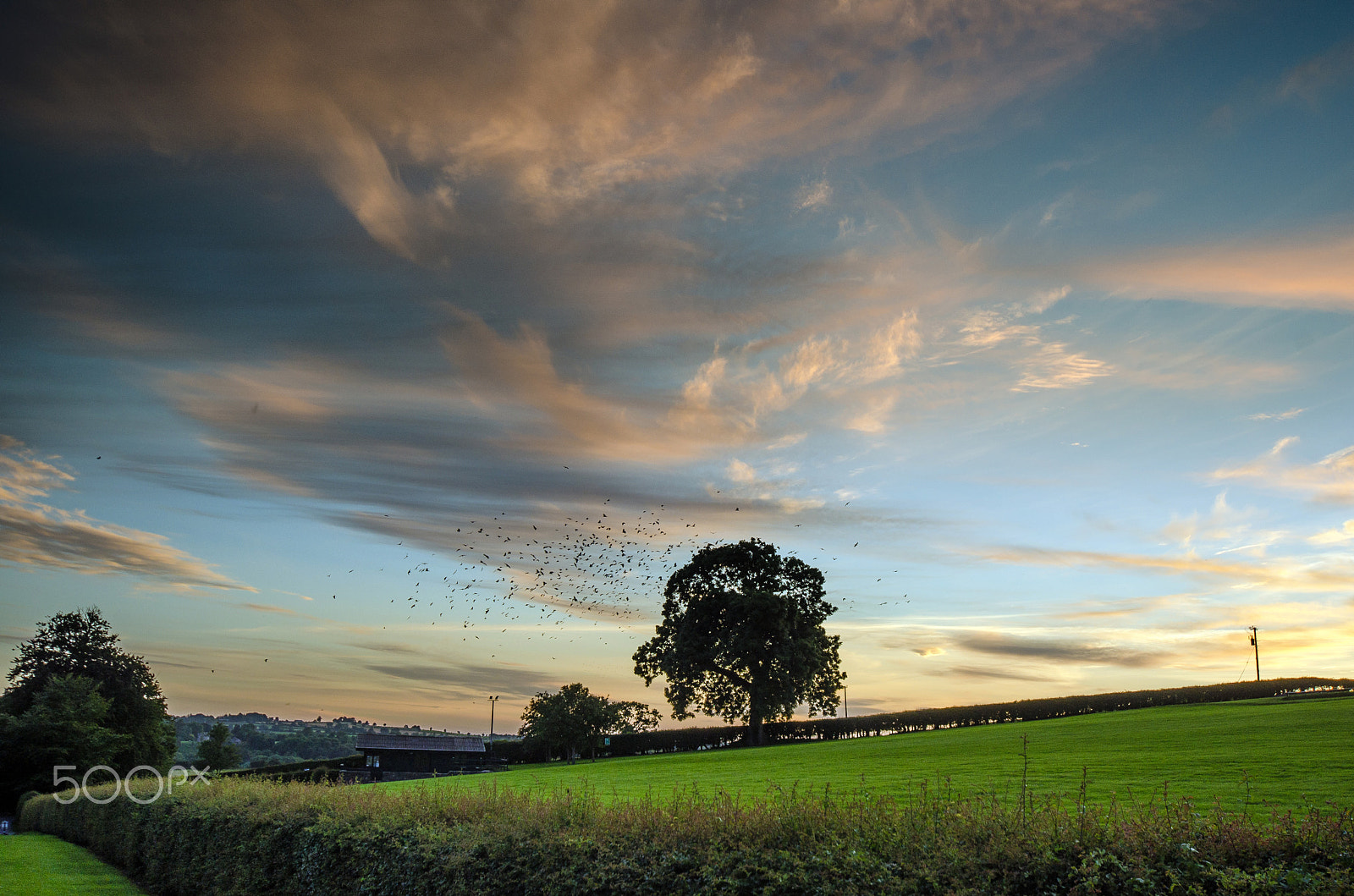 Nikon D7000 + Sigma 12-24mm F4.5-5.6 EX DG Aspherical HSM sample photo. Crows at newgrange photography