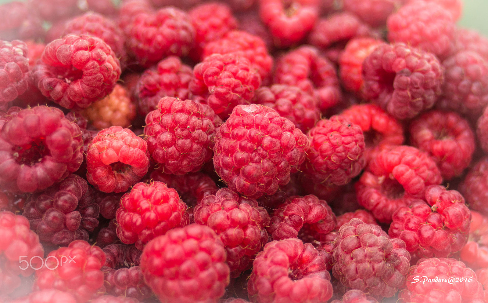 AF Zoom-Nikkor 35-70mm f/3.3-4.5 N sample photo. Raspberry & raspberry! photography