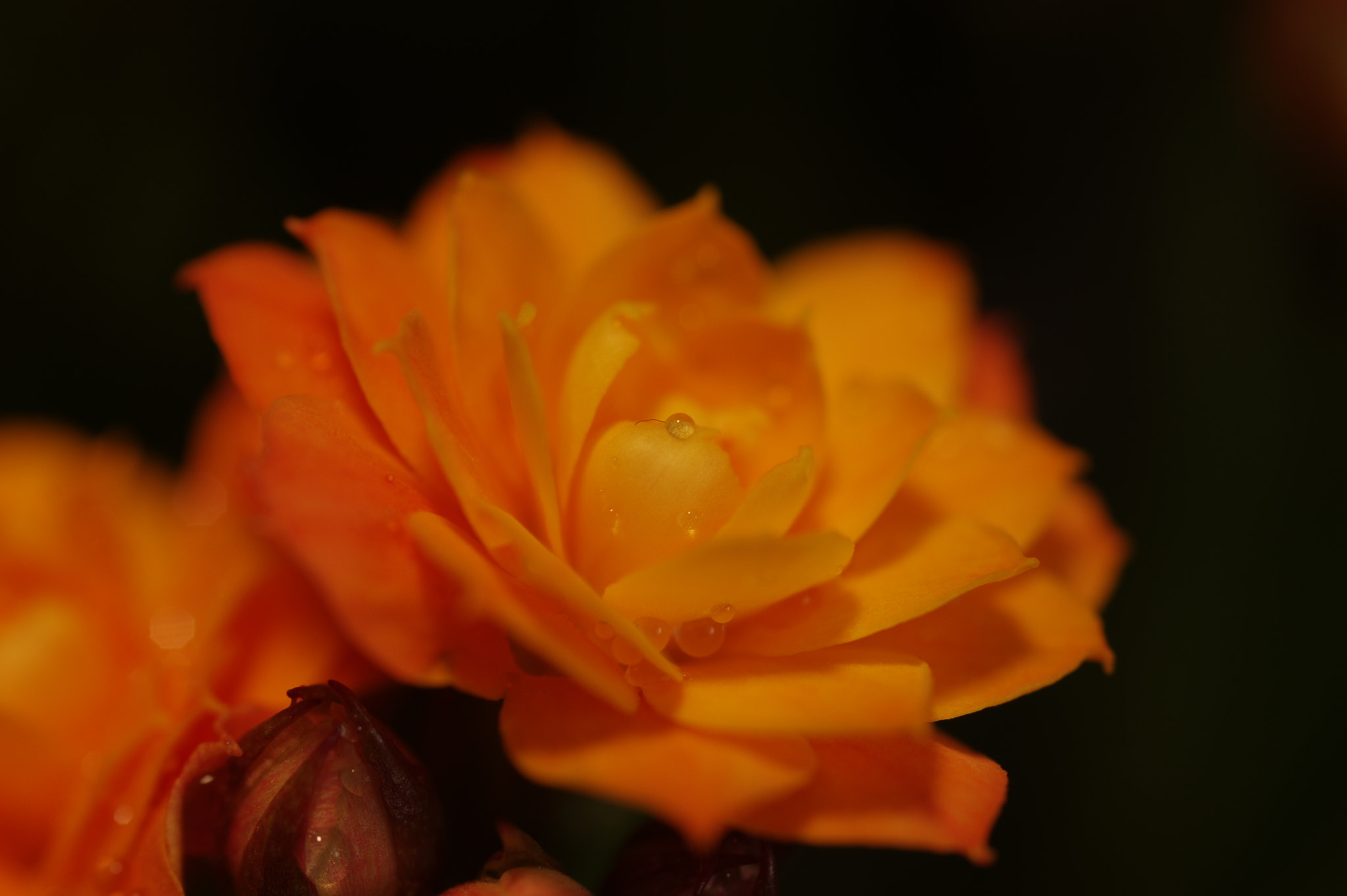 Pentax smc D-FA 50mm F2.8 Macro sample photo