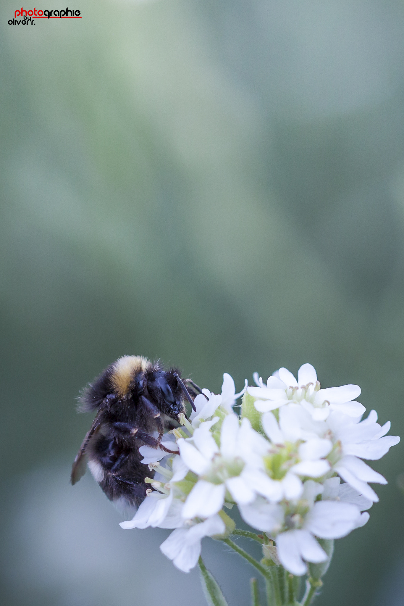 Canon EOS 500D (EOS Rebel T1i / EOS Kiss X3) + Canon EF 100mm F2.8L Macro IS USM sample photo. Hummel photography