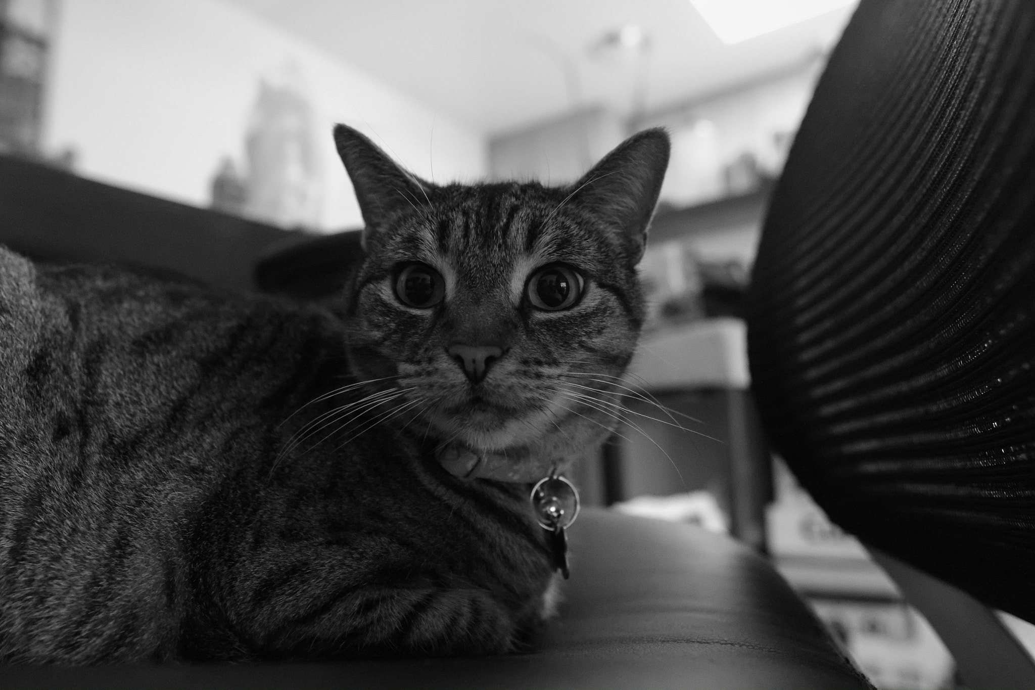 Fujifilm X-Pro1 + Fujifilm XF 16mm F1.4 R WR sample photo. Cat photography