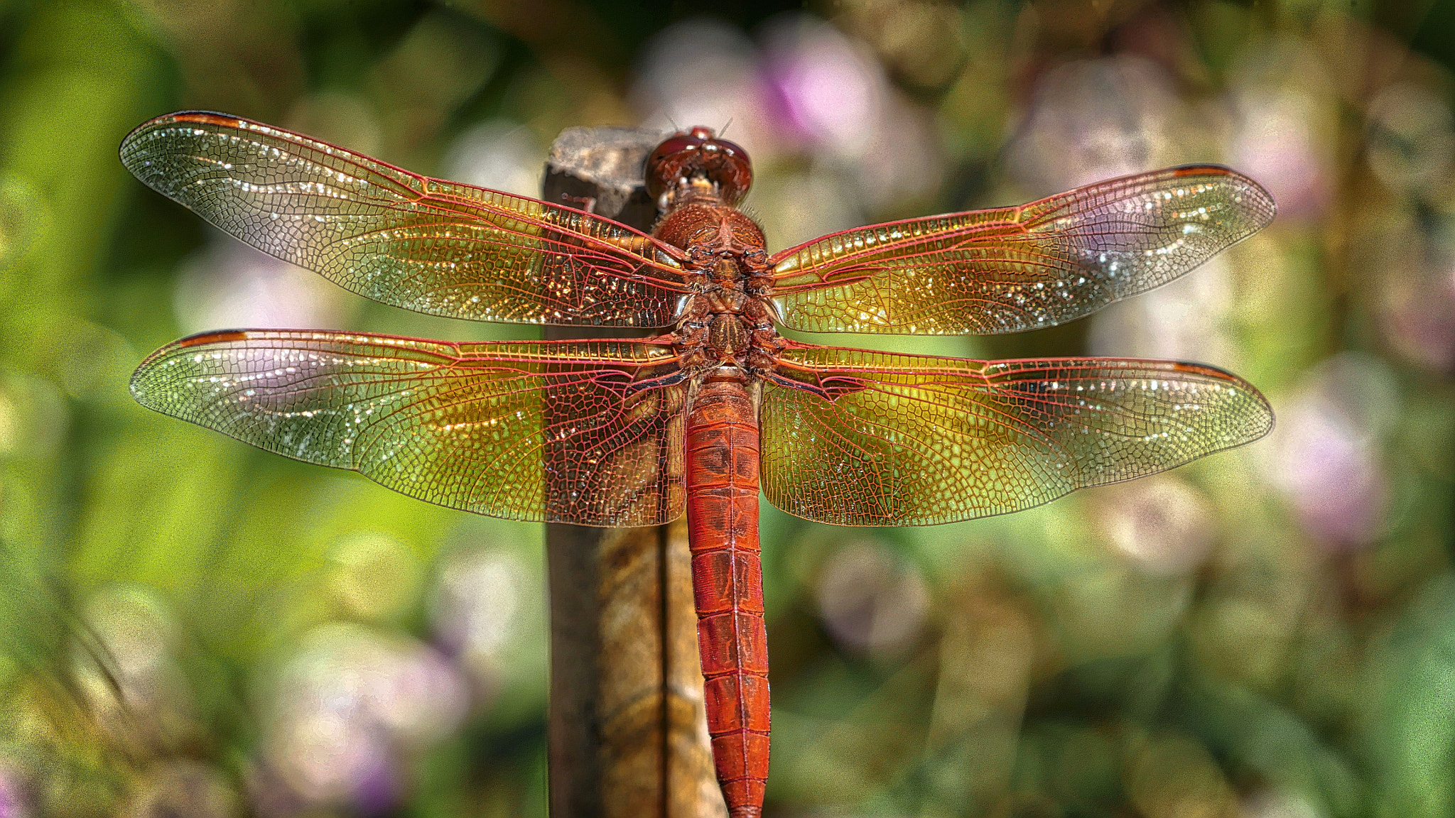 Olympus M.Zuiko Digital ED 60mm F2.8 Macro sample photo. Restive dragonfly photography