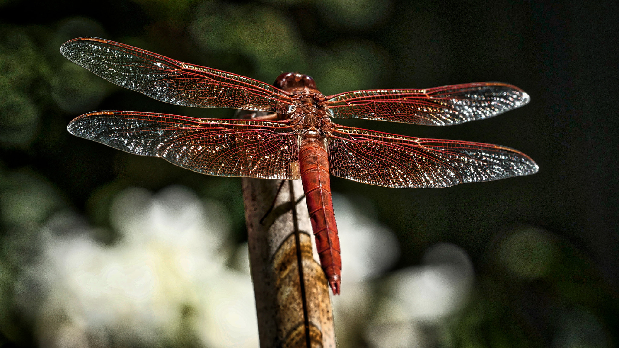 Olympus M.Zuiko Digital ED 60mm F2.8 Macro sample photo. Upskirt aviator photography