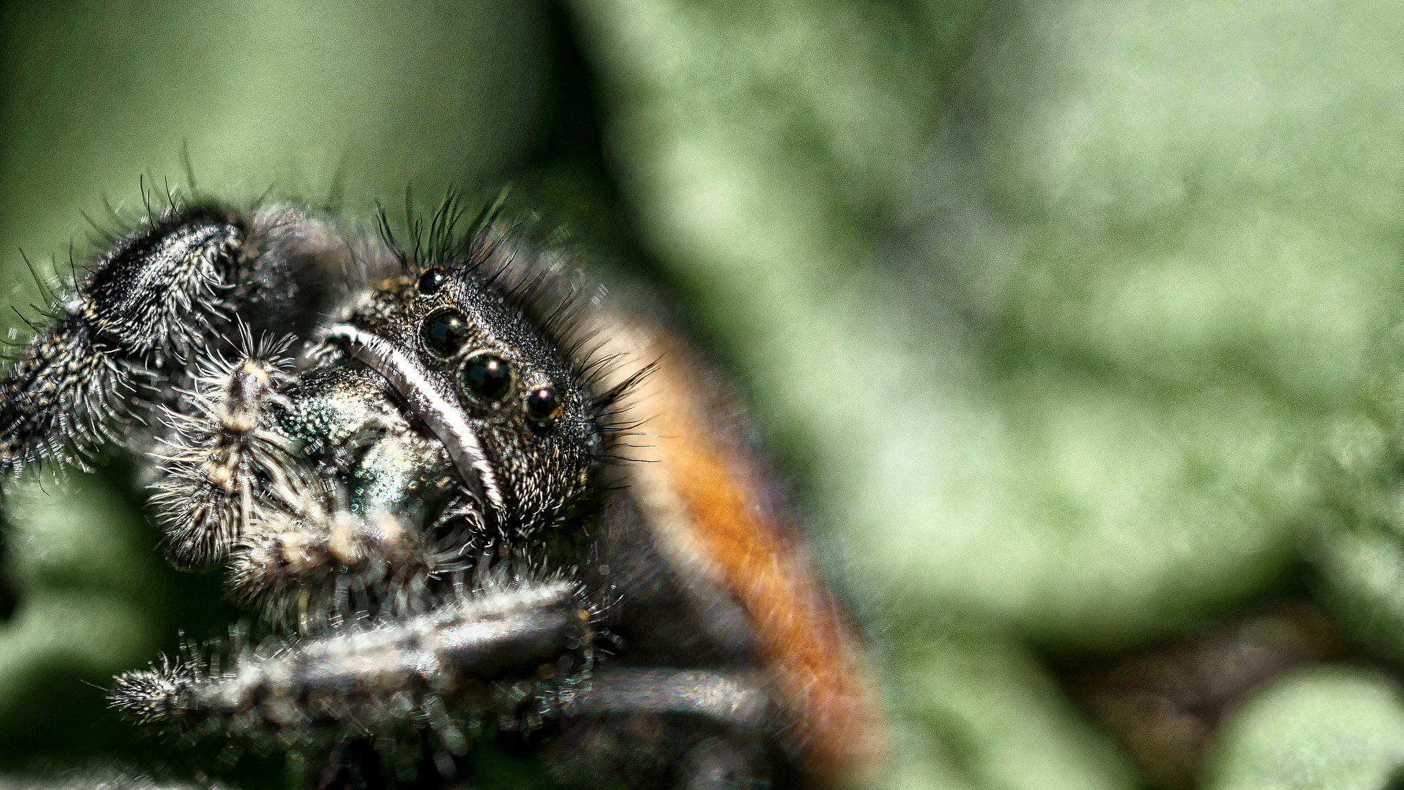 Olympus M.Zuiko Digital ED 60mm F2.8 Macro sample photo. Spidey photography
