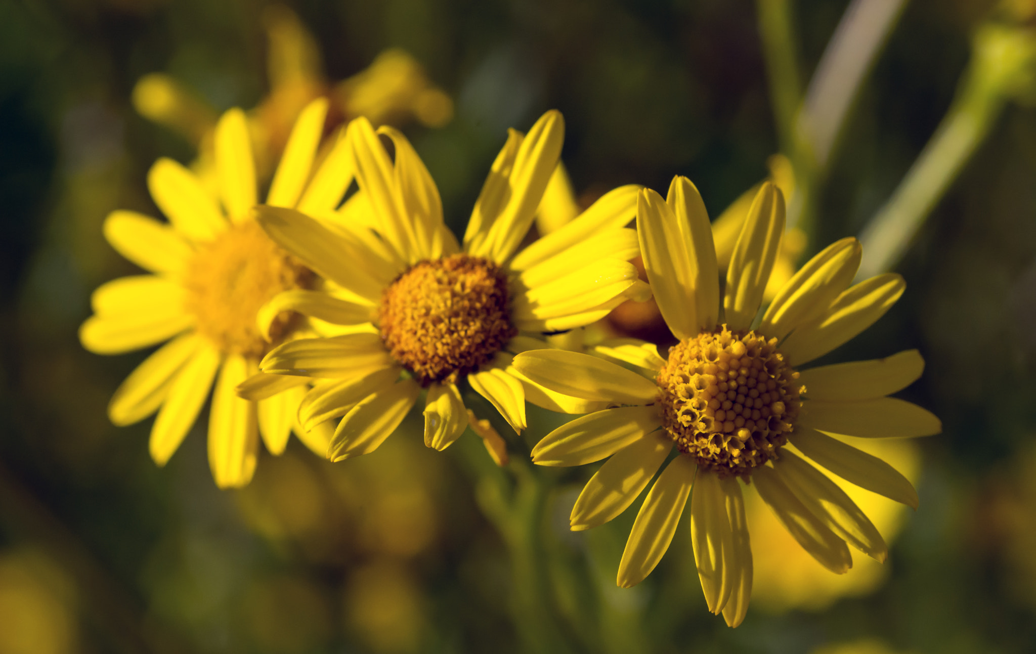 Nikon D7100 + AF Micro-Nikkor 60mm f/2.8 sample photo. A sunny trio. photography