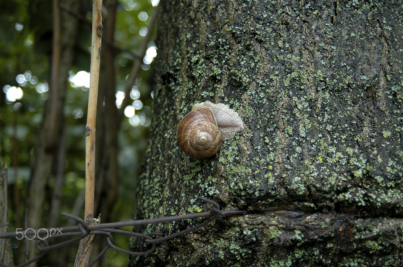 AF Zoom-Nikkor 28-80mm f/3.3-5.6G sample photo. Snail on tree photography