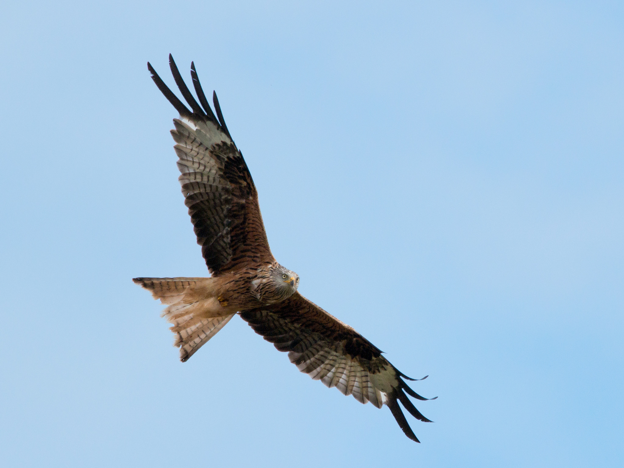 Olympus OM-D E-M1 + M.300mm F4.0 + MC-14 sample photo. Red kite photography