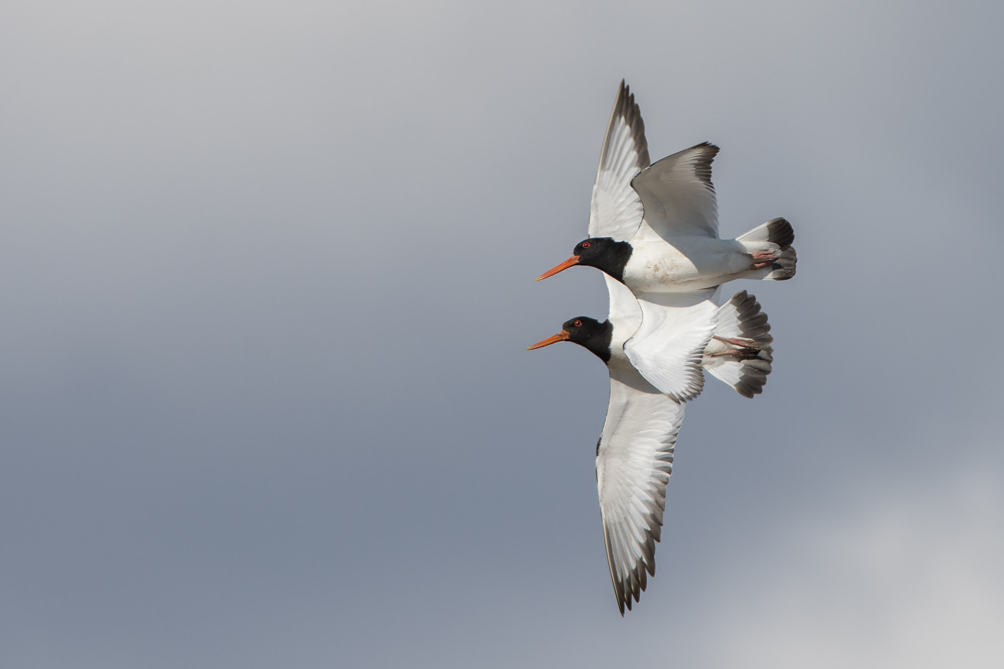 Nikon D810 + Nikon AF-S Nikkor 300mm F4D ED-IF sample photo. Eurasian oystercatcher photography