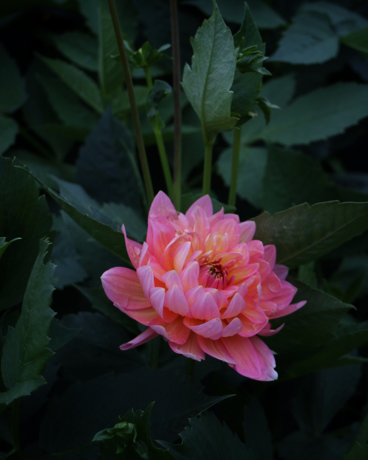 Canon EF-M 18-55mm F3.5-5.6 IS STM sample photo. The outsider photography