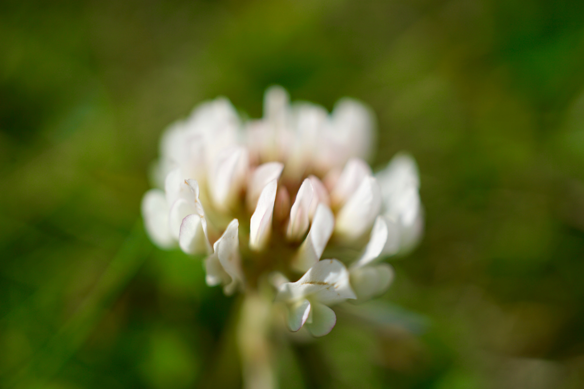 Sony a6000 + Sony E 30mm F3.5 sample photo. Fuzzyclover.jpg photography