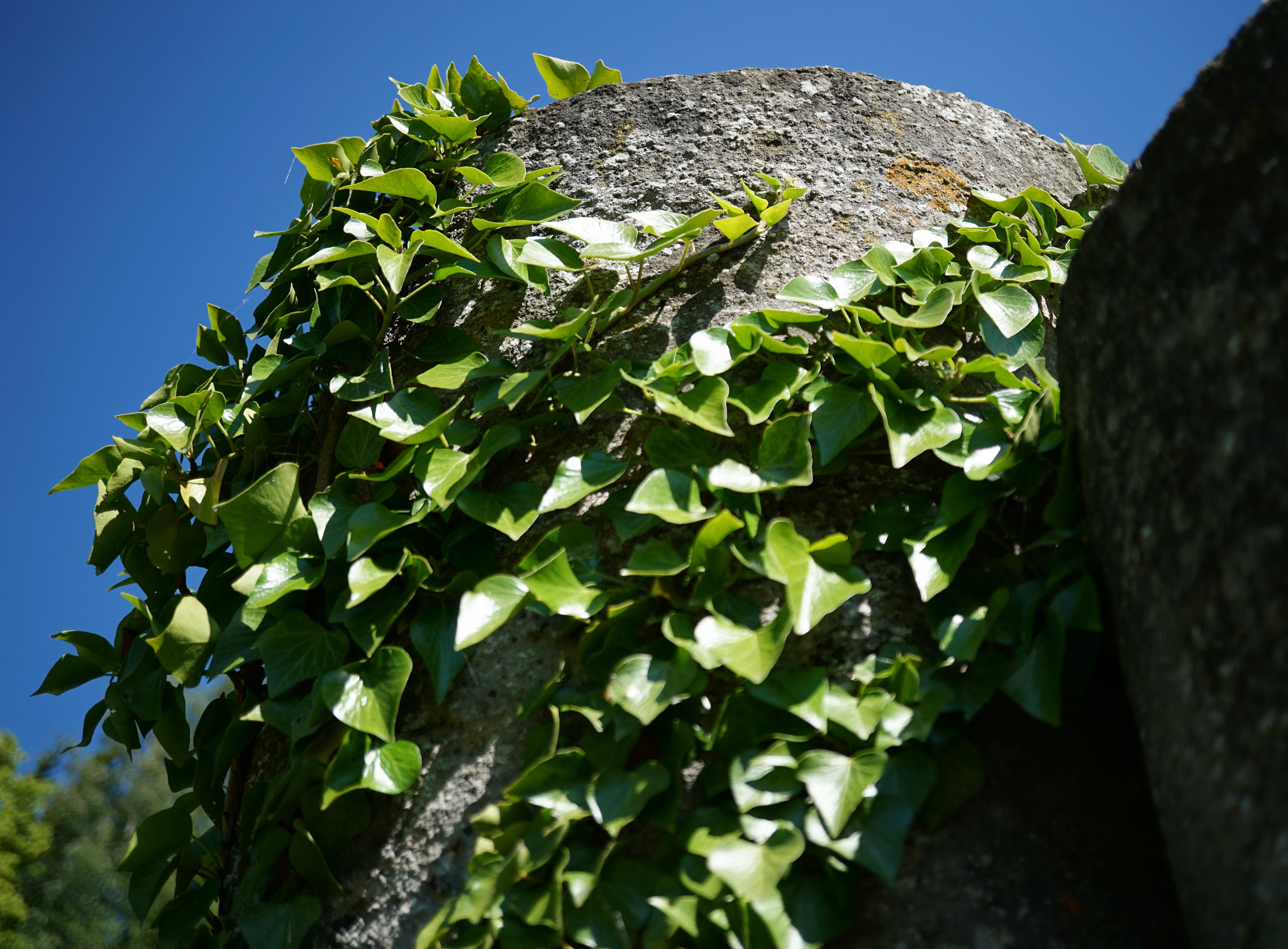 Sony E 30mm F3.5 sample photo. Ivy photography