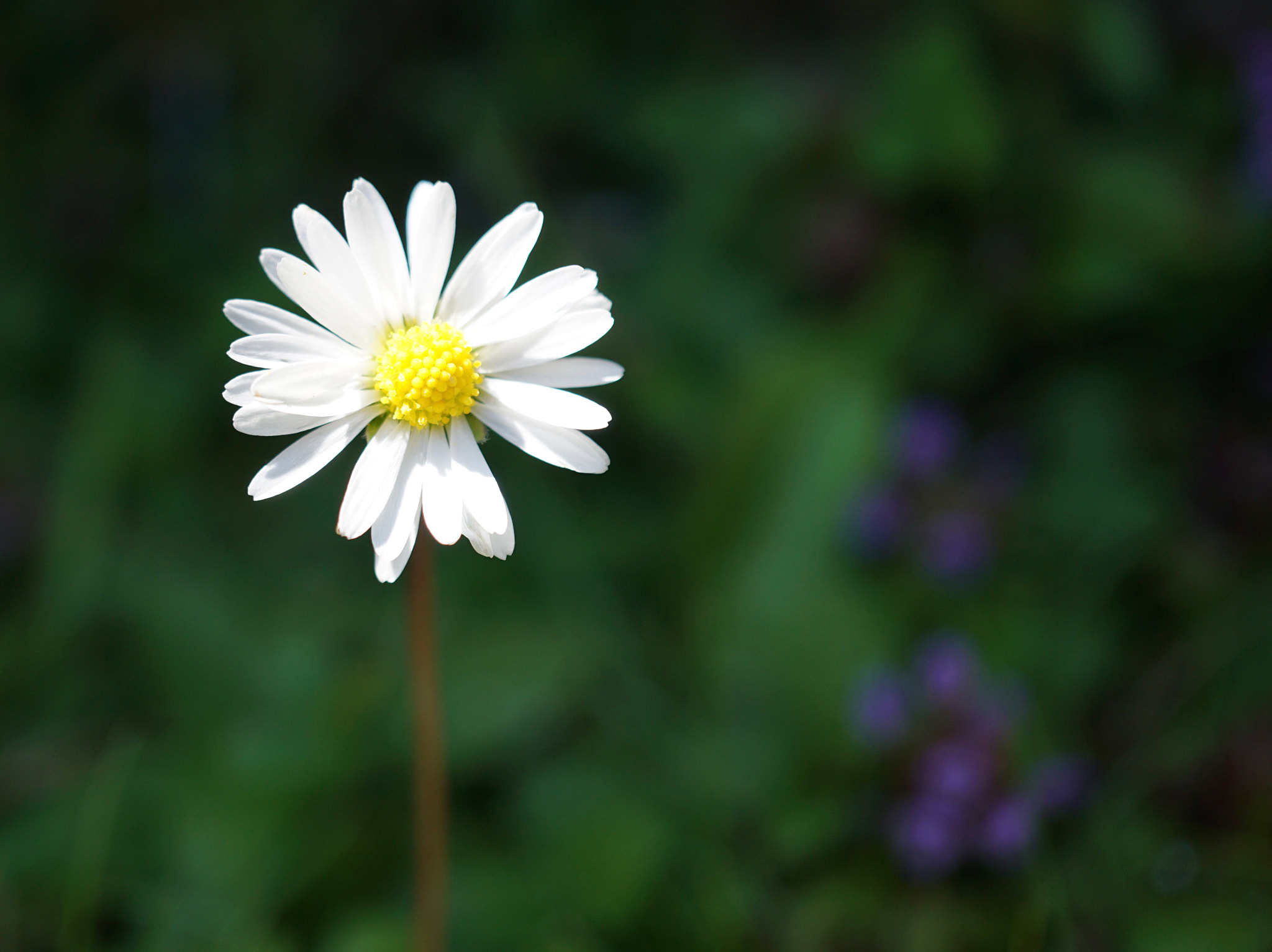 Sony a6000 + Sony E 30mm F3.5 sample photo. Daisy photography