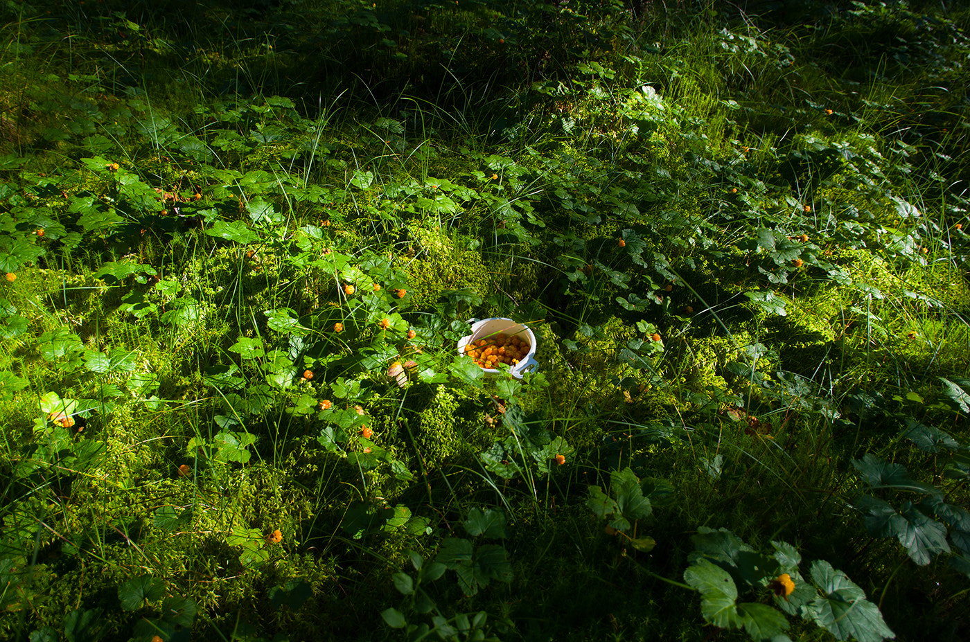 Pentax smc DA 15mm F4 ED AL Limited sample photo. *** photography