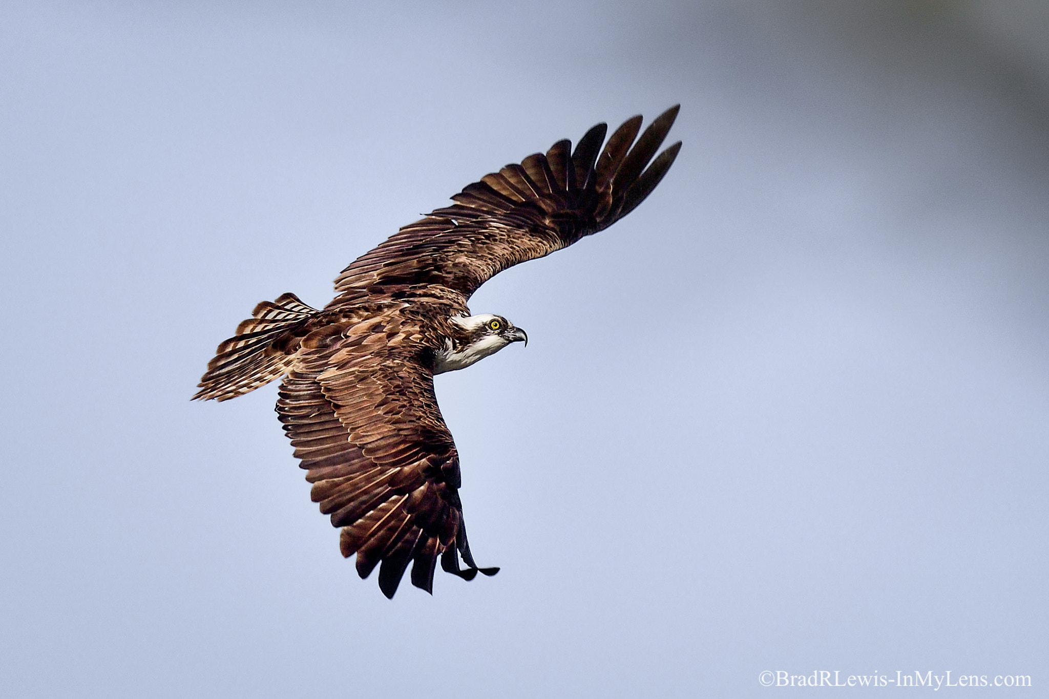Nikon AF-S Nikkor 800mm F5.6E FL ED VR sample photo. Osprey adult male photography