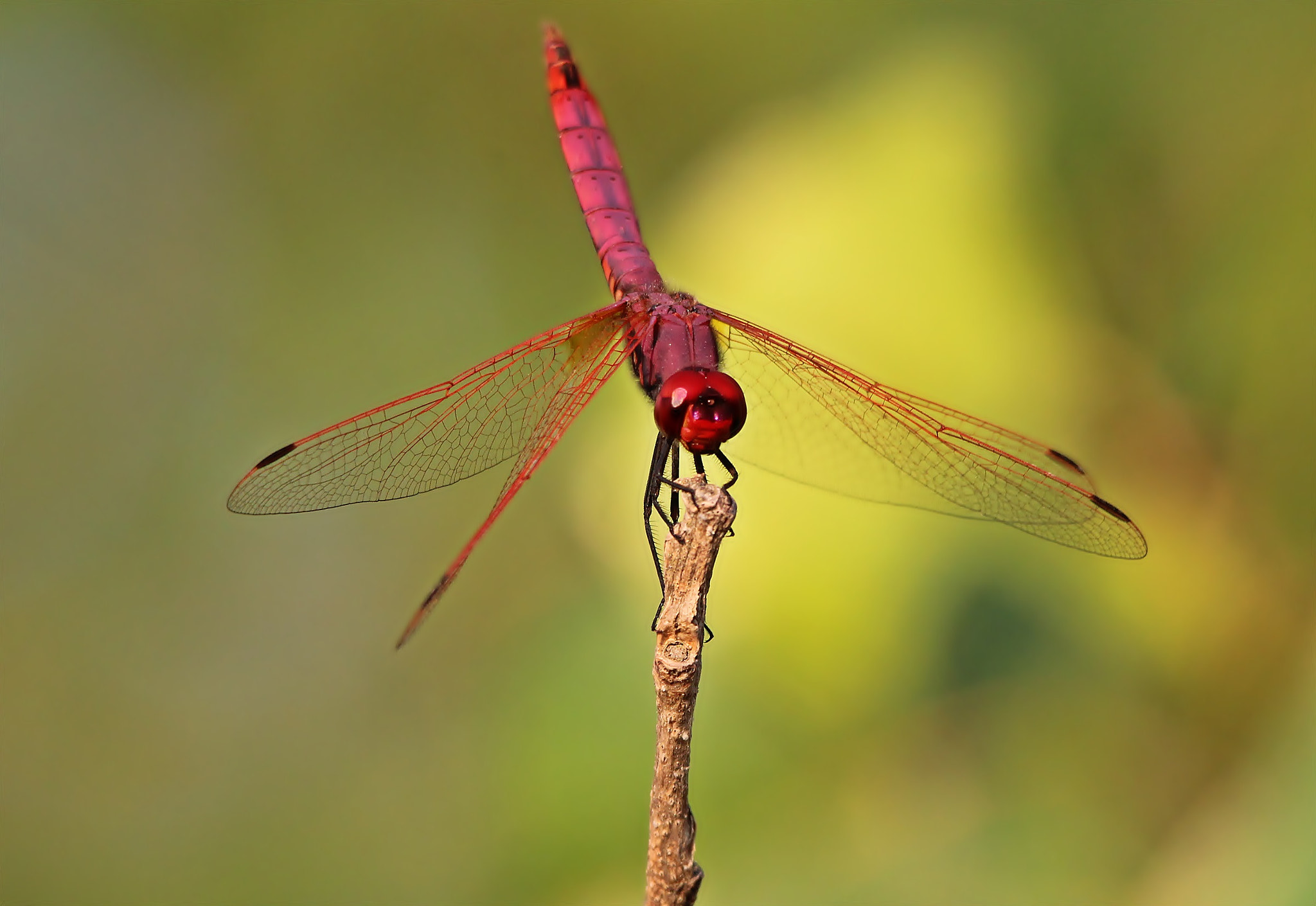 Sigma 150-500mm F5-6.3 DG OS HSM sample photo. Trithemis annullata photography