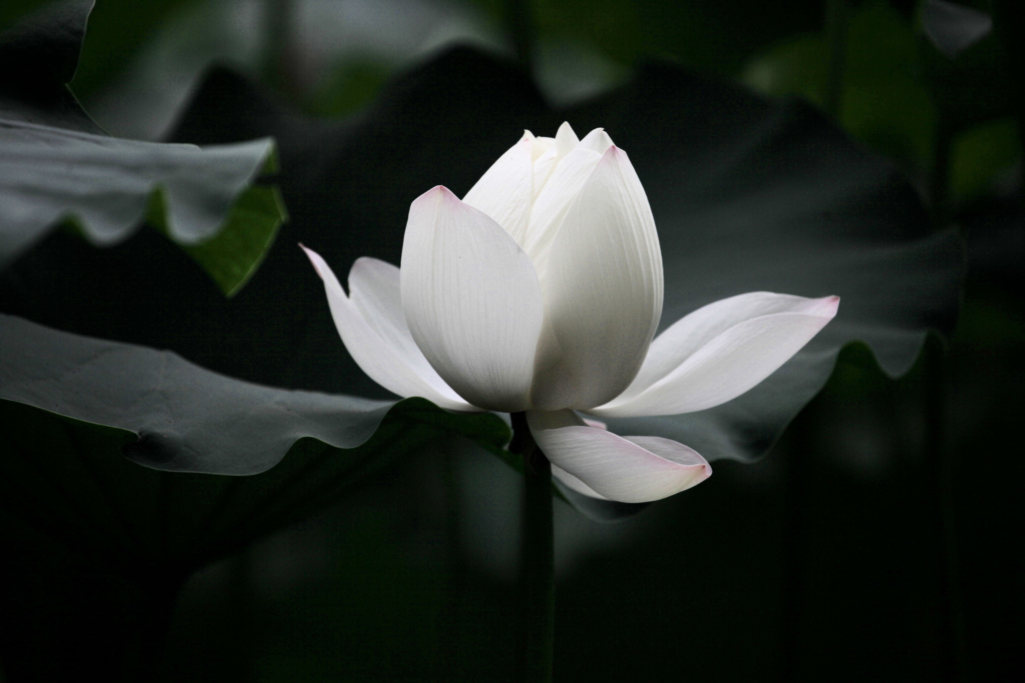 Canon EF 70-300mm F4-5.6L IS USM sample photo. 荷 photography