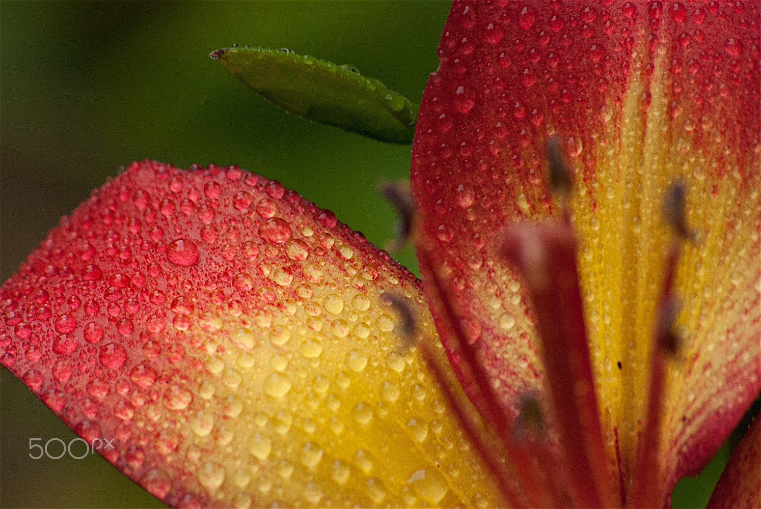 Sigma 70-300mm F4-5.6 APO DG Macro sample photo. Raindrops photography