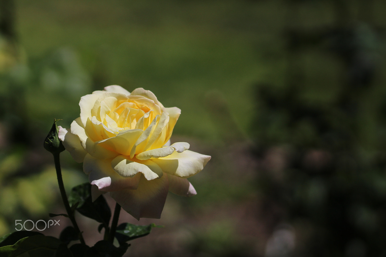 Sigma 105mm F2.8 EX DG OS HSM sample photo. White flower photography