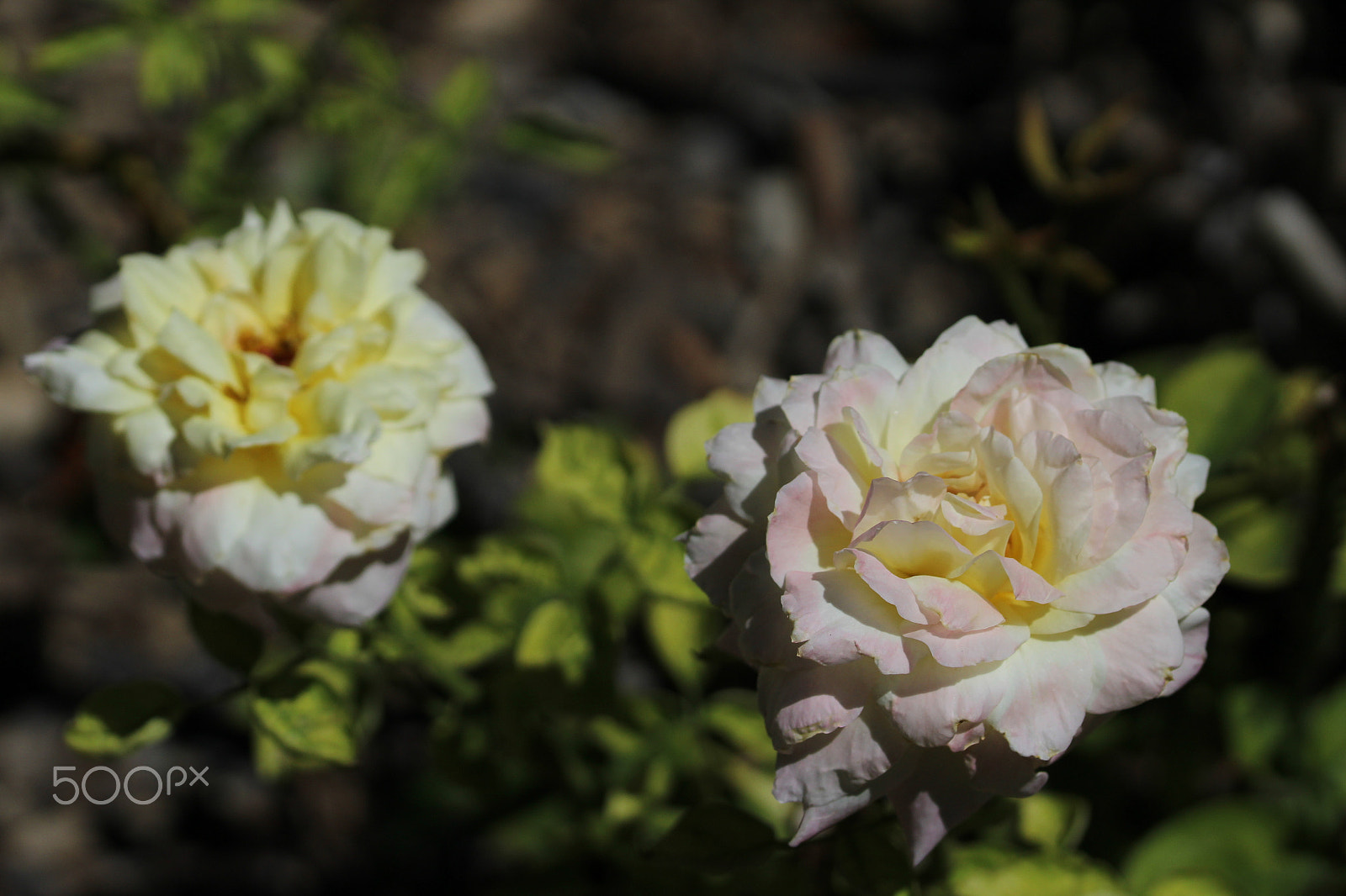 Sigma 105mm F2.8 EX DG OS HSM sample photo. Two white flowers photography
