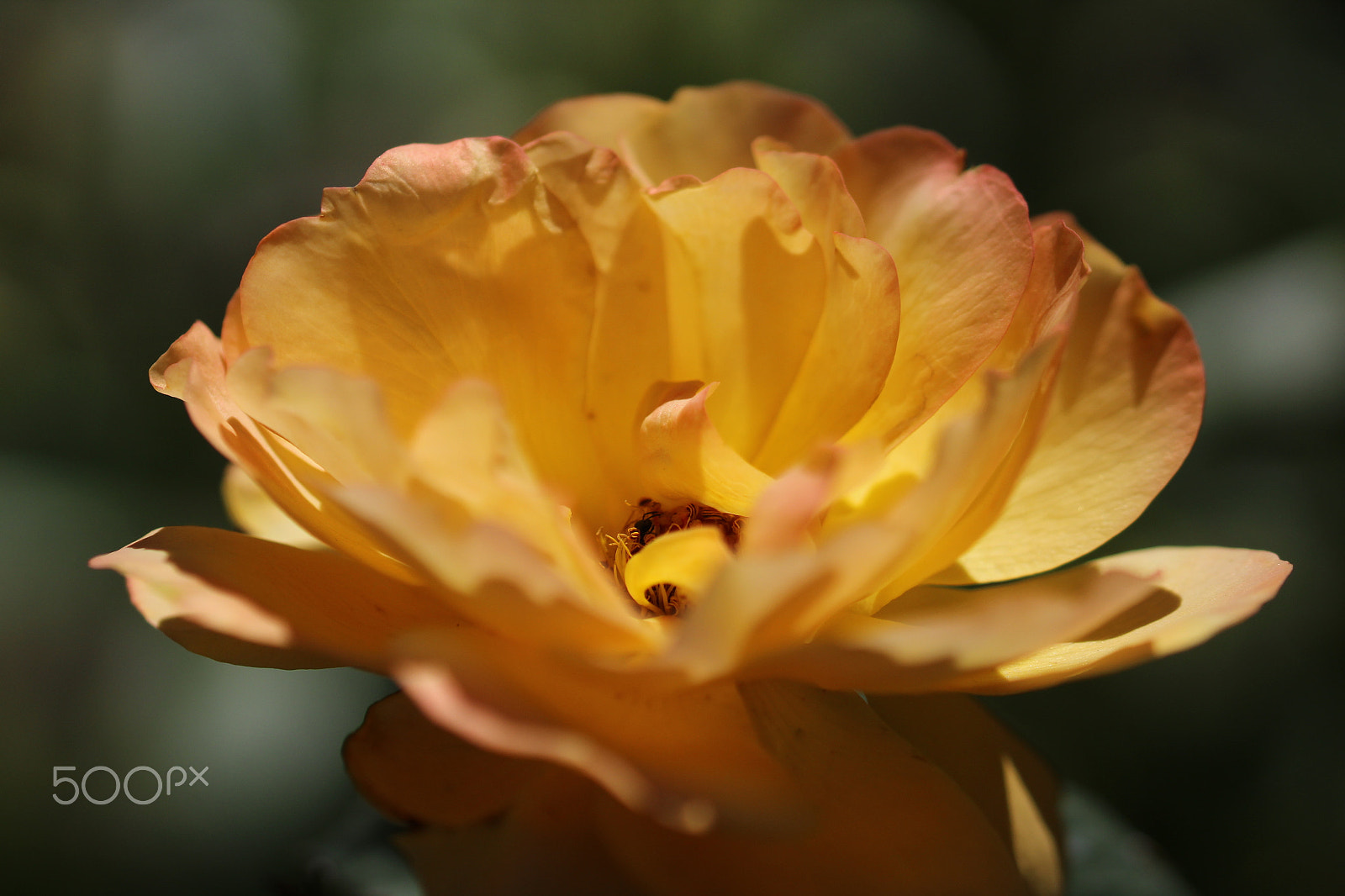 Sigma 105mm F2.8 EX DG OS HSM sample photo. Golden flower photography