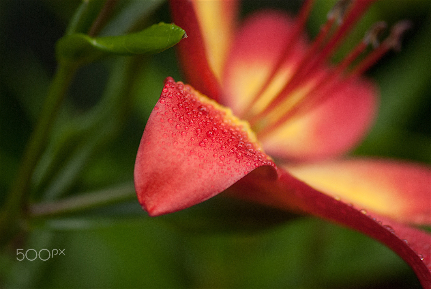 Sigma 70-300mm F4-5.6 APO DG Macro sample photo. Raindrops photography