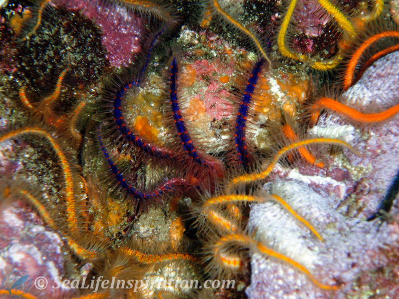 Olympus u770SW,S770SW sample photo. Brittle star awakening photography