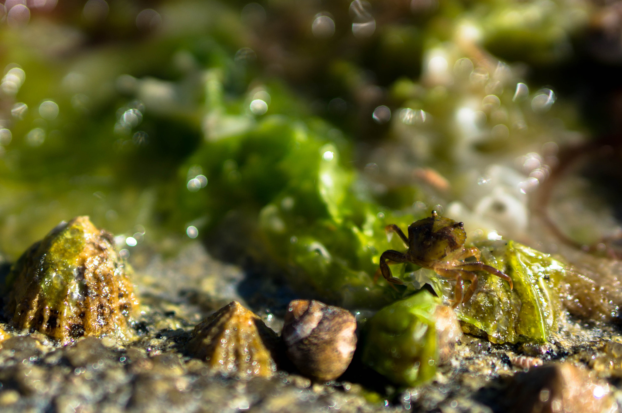 Sony Alpha NEX-5R + E 50mm F1.8 OSS sample photo. Algae shells and a lost crab photography