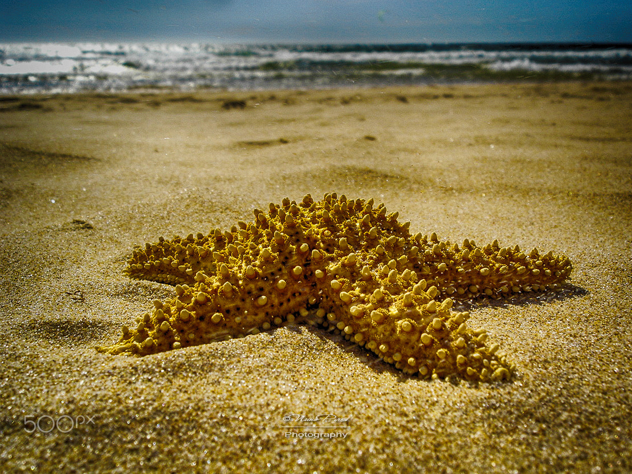 Sony DSC-P100 sample photo. Starfish photography