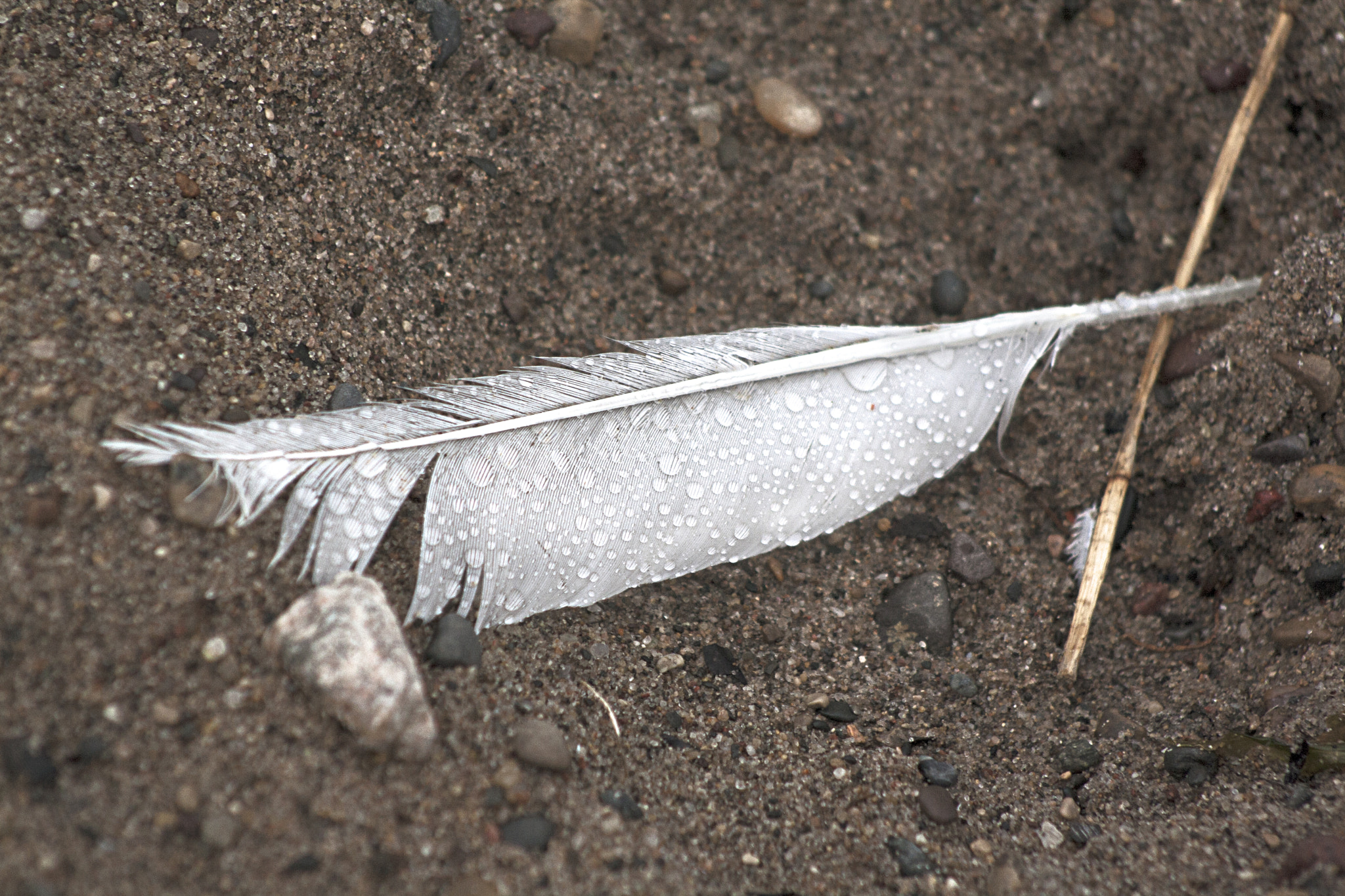 Canon EOS 1000D (EOS Digital Rebel XS / EOS Kiss F) sample photo. Feather photography