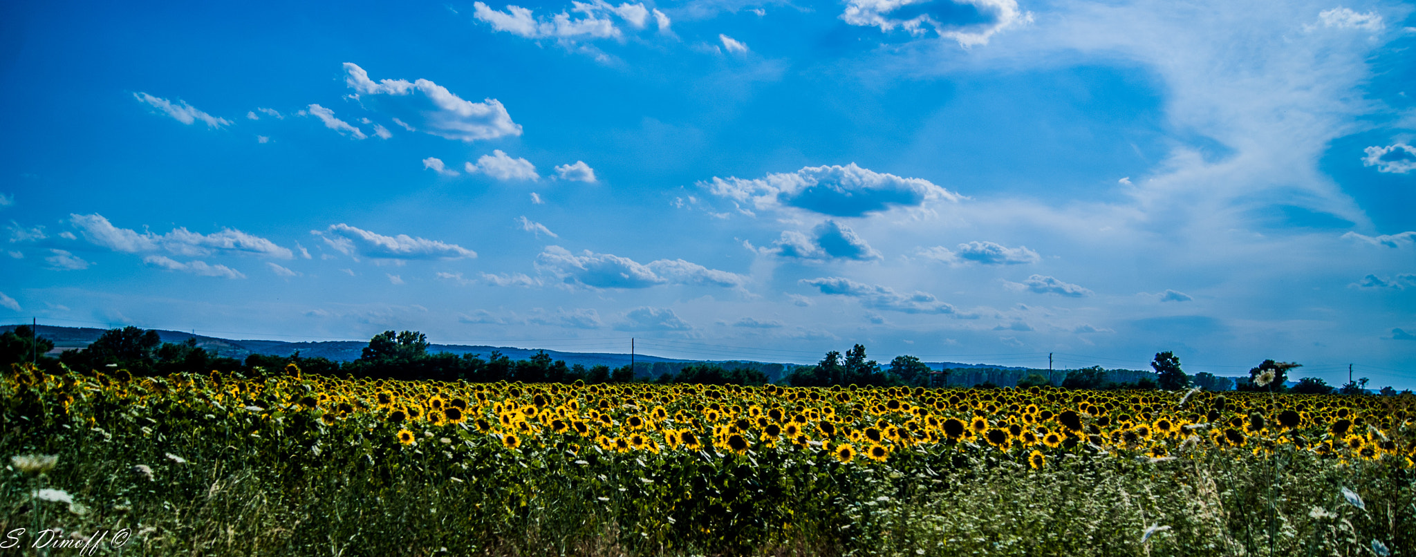 Sony Alpha DSLR-A200 + Sony DT 18-55mm F3.5-5.6 SAM sample photo. Sunflowers panoramic  photography