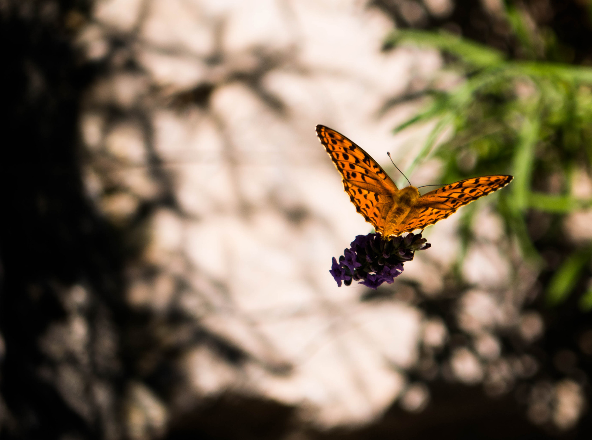Panasonic Lumix G Vario 45-200mm F4-5.6 OIS sample photo. Fragility photography