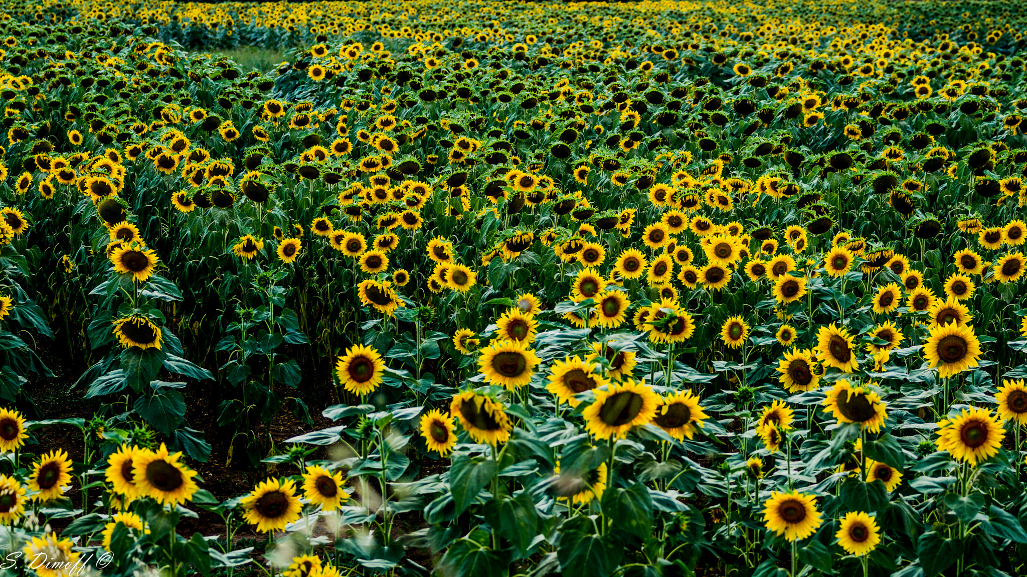 Tamron SP 70-300mm F4-5.6 Di USD sample photo