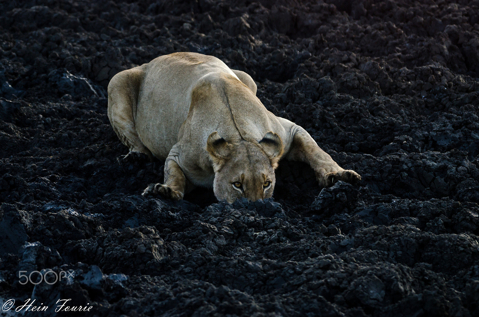 Sigma 50-500mm F4-6.3 EX APO RF HSM sample photo. Pregnant lioness finds water photography