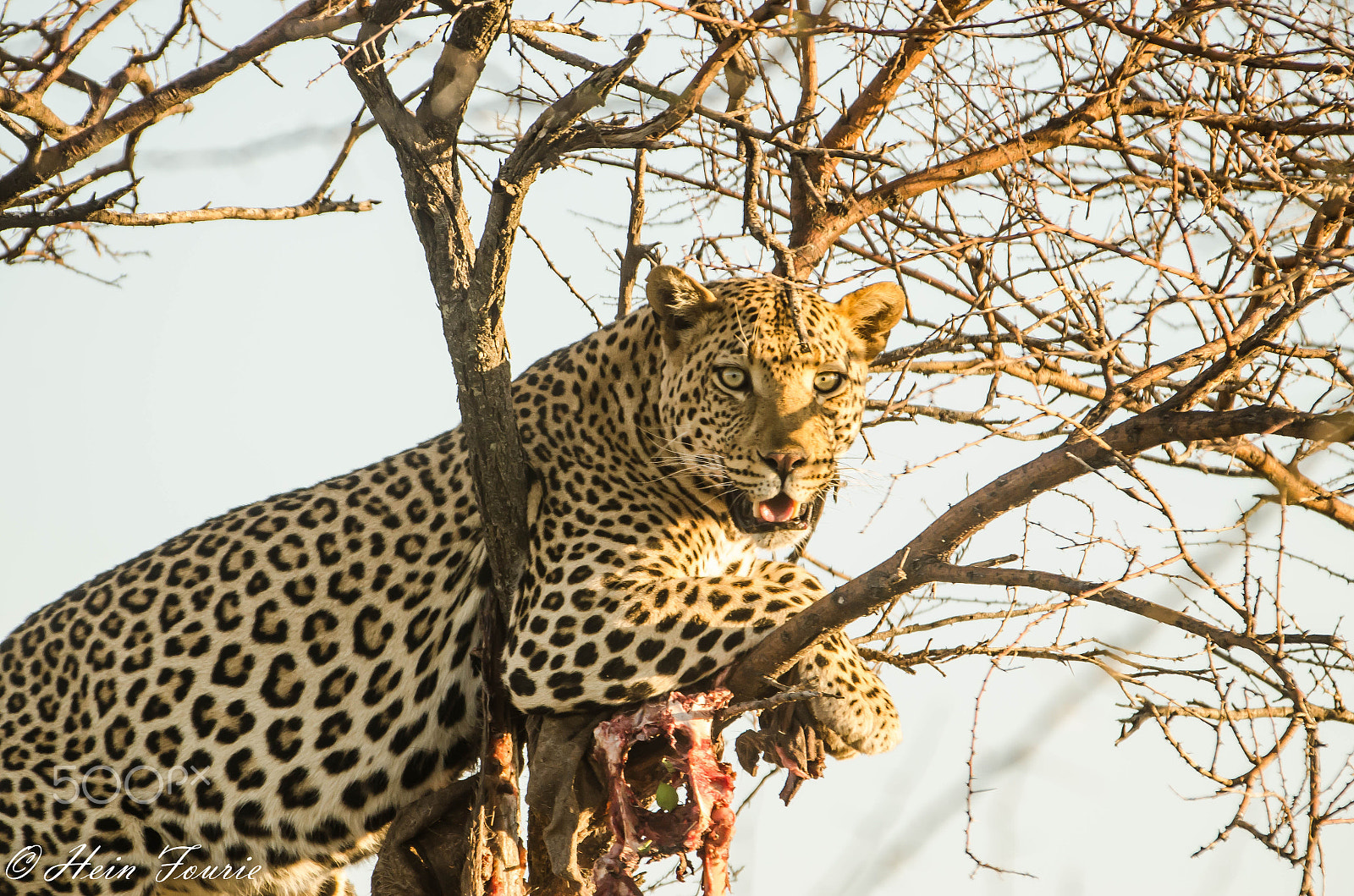 Nikon D5100 + Sigma 50-500mm F4-6.3 EX APO RF HSM sample photo. Protecting your food photography