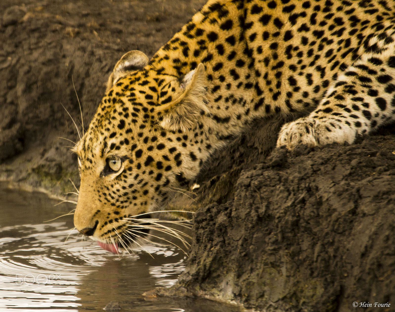 Nikon D3100 + Sigma 50-500mm F4-6.3 EX APO RF HSM sample photo. Leopardess called tsala photography