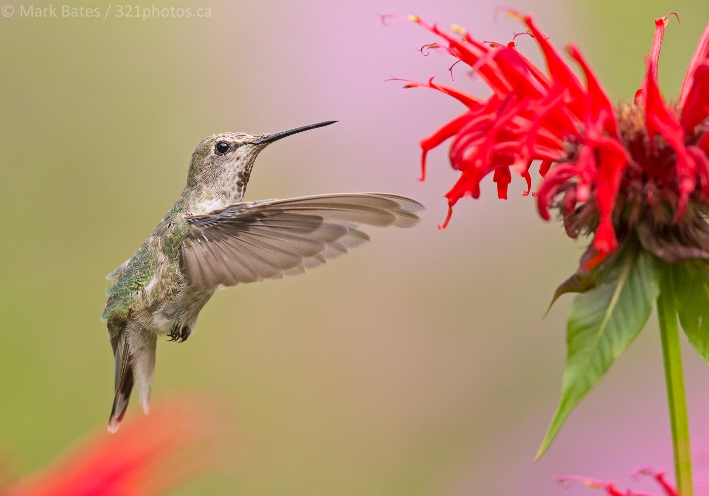 Canon EF 500mm F4L IS II USM sample photo. Flower stop photography