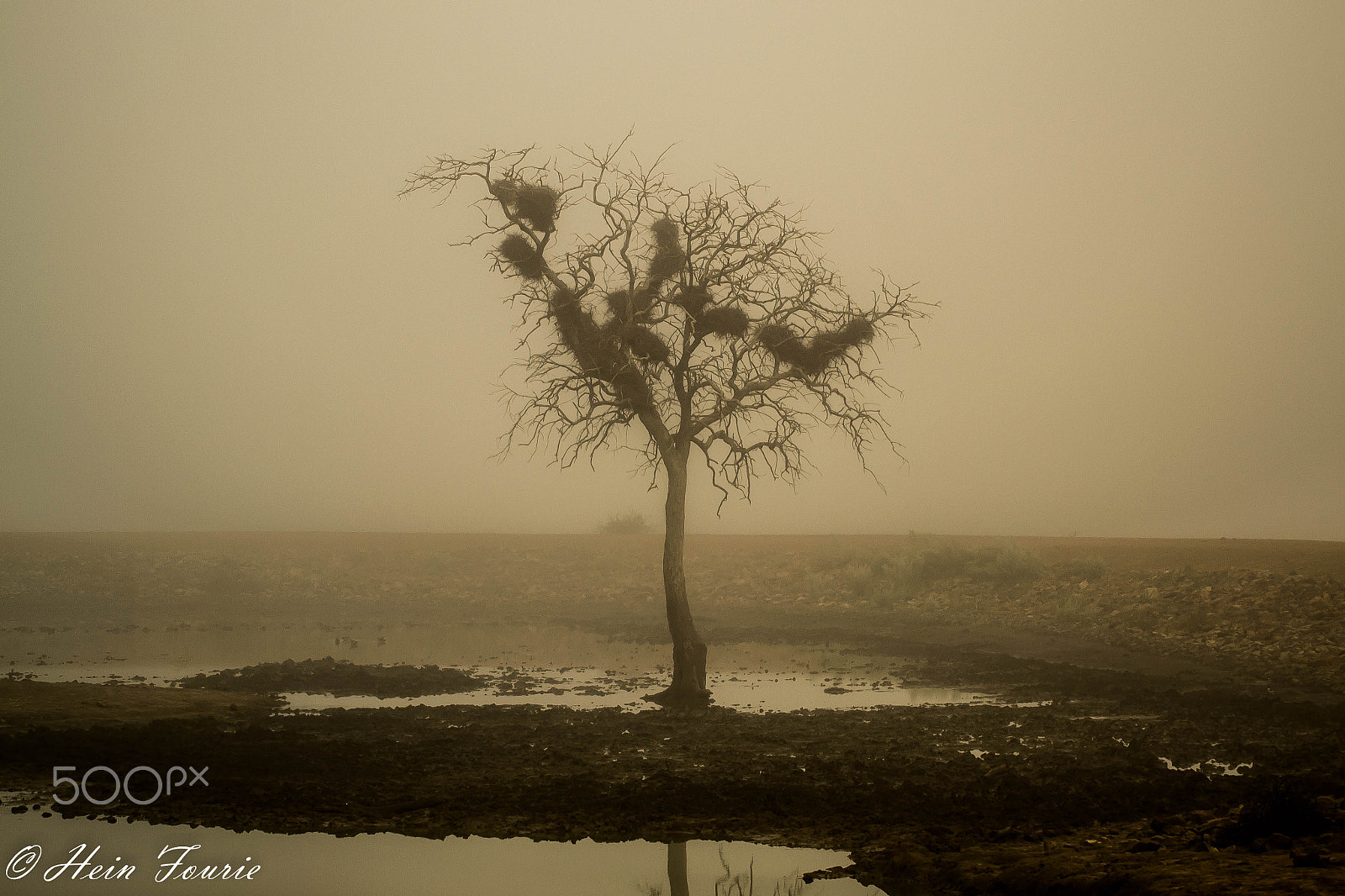 Nikon D3100 + Sigma 50-500mm F4-6.3 EX APO RF HSM sample photo. Standing alone in the mist photography