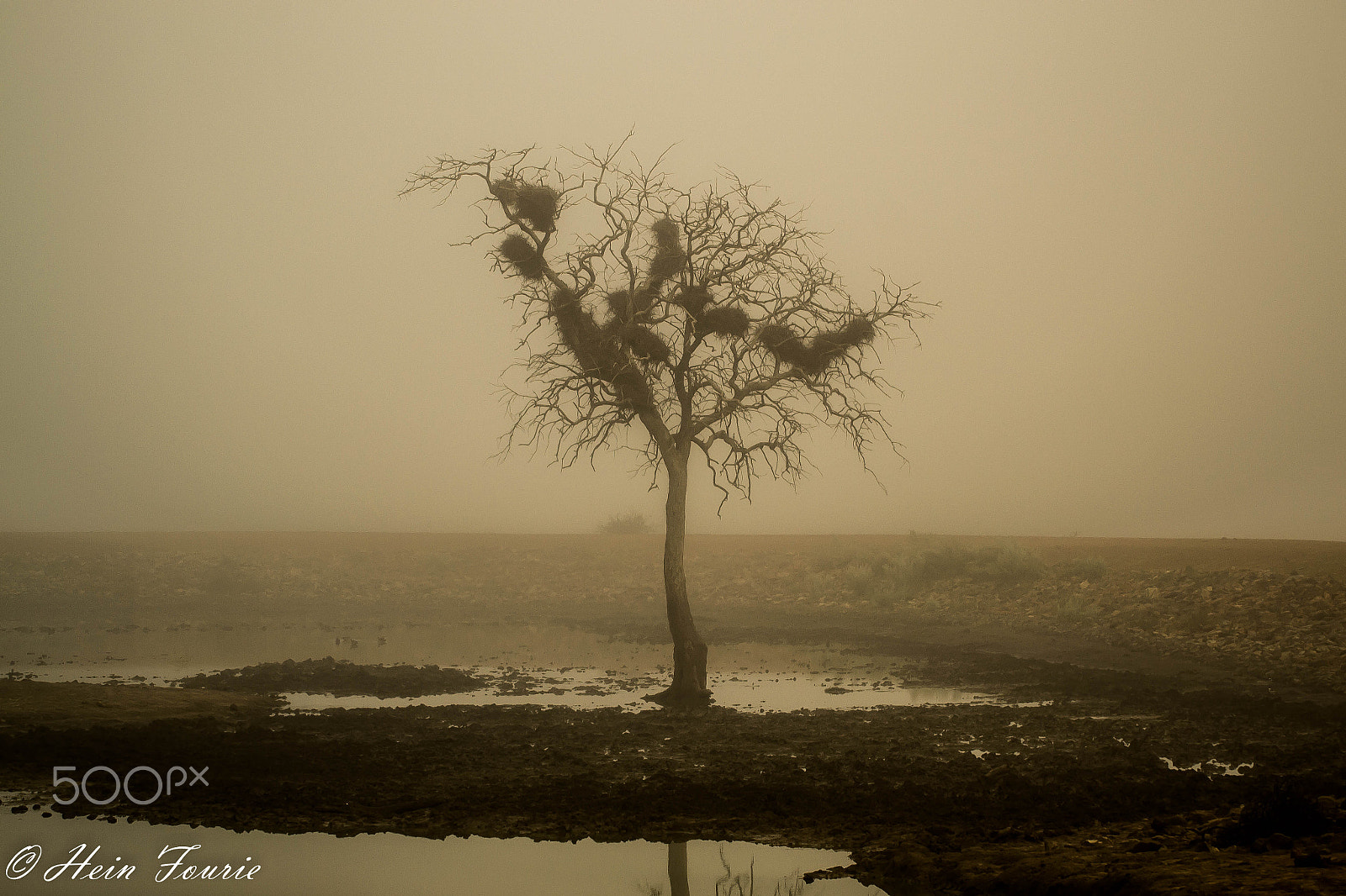 Sigma 50-500mm F4-6.3 EX APO RF HSM sample photo. Standing alone in the mist photography