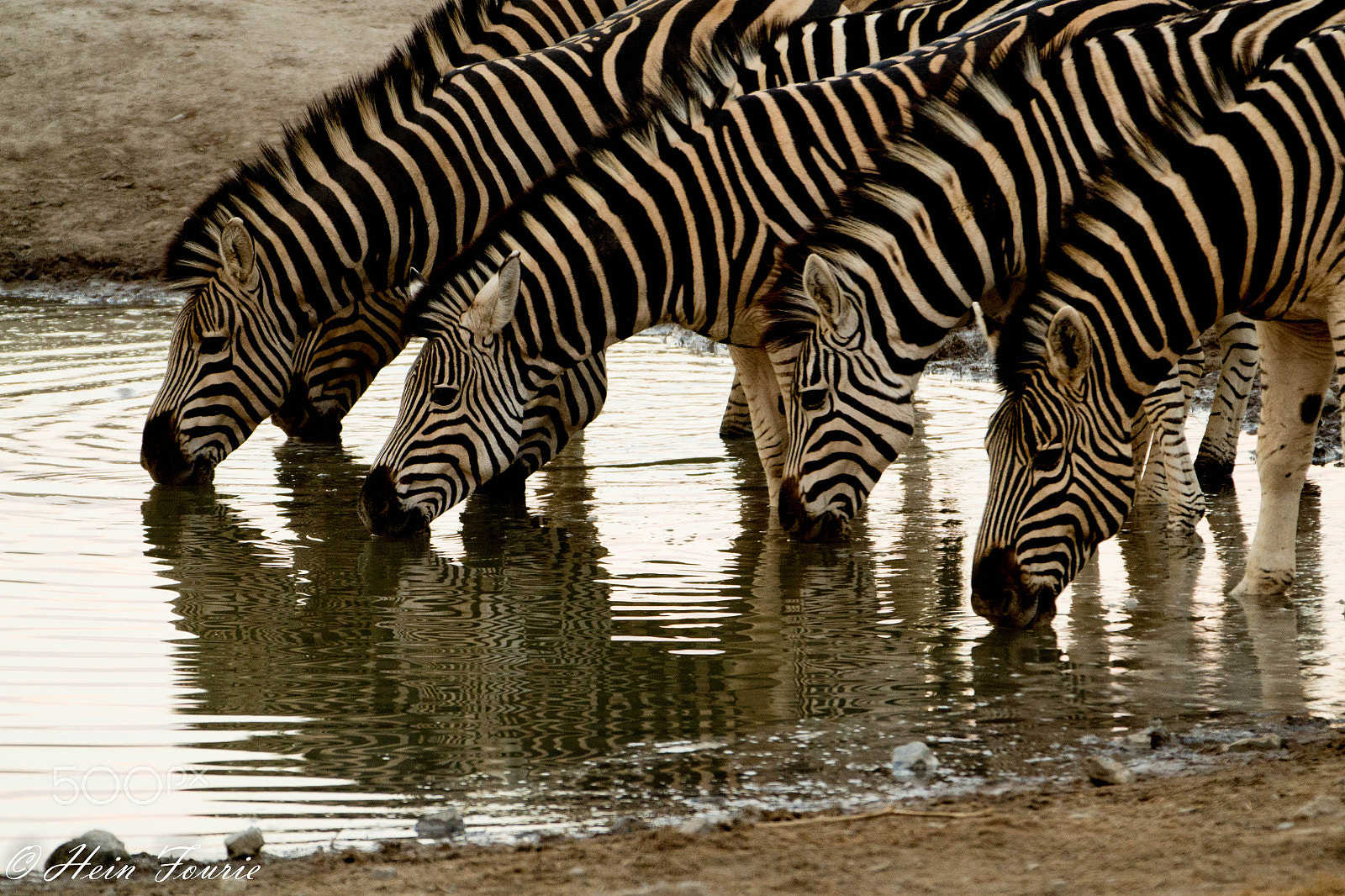 Sigma 50-500mm F4-6.3 EX APO RF HSM sample photo. Stripes lined up photography