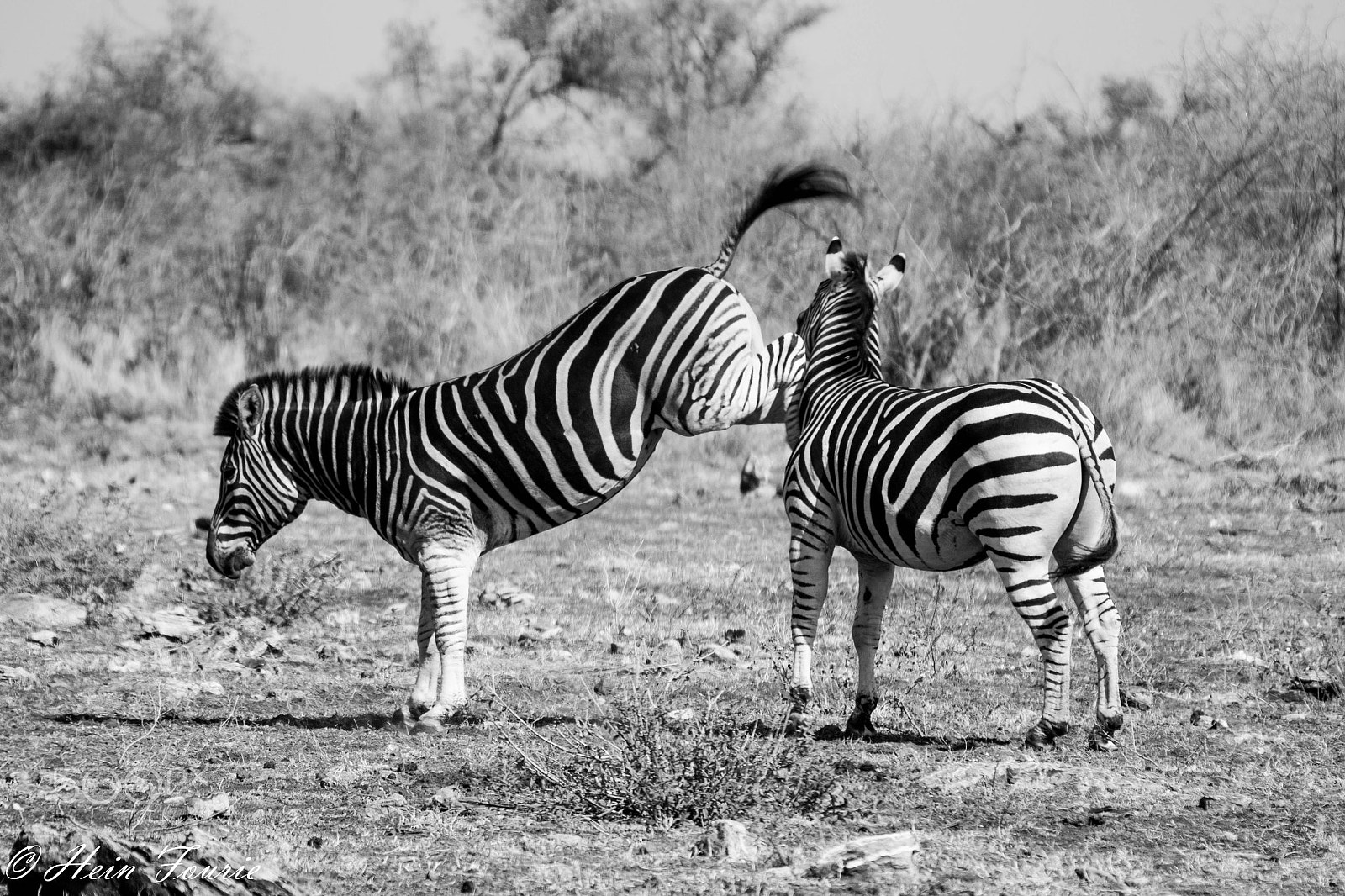 Sigma 50-500mm F4-6.3 EX APO RF HSM sample photo. Black and white kick photography