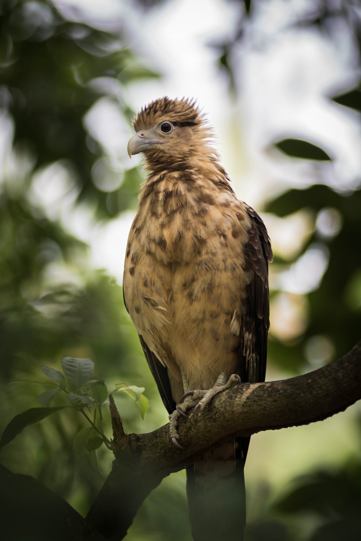 AF Zoom-Nikkor 80-200mm f/2.8 ED sample photo. Garrapatero2 photography